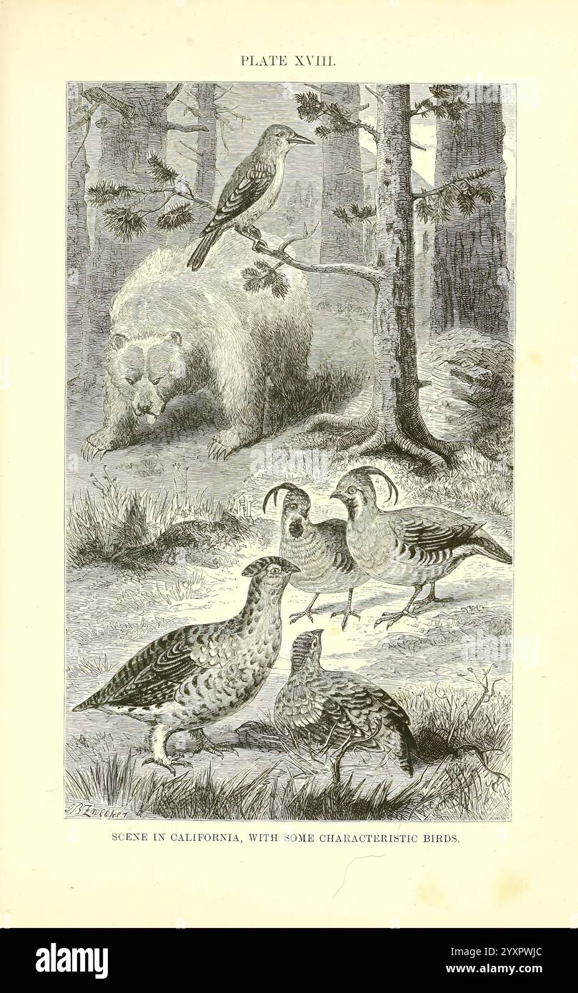 Die, geographische, Verteilung, der Tiere, 1876, Paläontologie, Geographie, Zoogeographie, Eine ruhige Wildnisszene zeigt eine Gruppe von kalifornischen Vögeln vor einem Hintergrund hoch aufragender Bäume. In der Ferne erhebt sich ein großer Bär, teilweise versteckt im Laub, der die harmonische Beziehung zwischen Wildtieren und ihrem natürlichen Lebensraum unterstreicht. Die Vögel, darunter mehrere Arten, sind auf der Suche am Boden dargestellt, ihre zarten Merkmale und einzigartigen Markierungen verleihen der Szene Lebendigkeit. Diese Illustration fängt das Wesen der kalifornischen Tierwelt ein und veranschaulicht sowohl die Vielfalt der Vogelarten Stockfoto