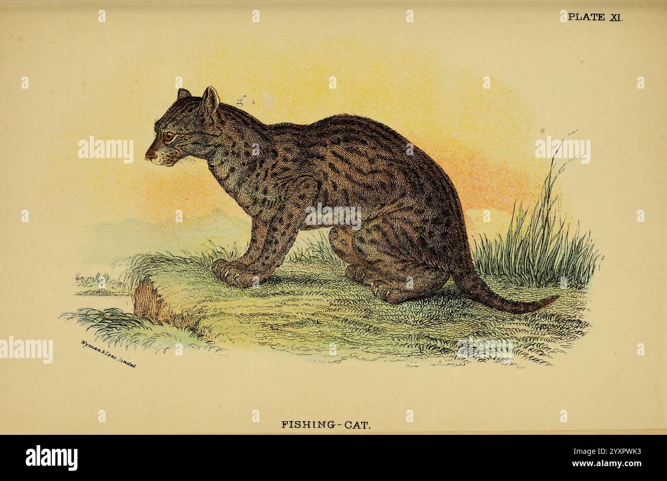 Ein Handbuch zu den Carnivora, London, E. Lloyd, 1896, Eine Fischerkatze wird in einer ruhigen Position dargestellt, die ihren schlanken Körper und ihr markantes Fell mit dunklen Flecken und Streifen zeigt. Der Hintergrund zeigt subtile Farbtöne, die auf eine natürliche Umgebung hinweisen, möglicherweise in der Nähe von Wasser, die die Habitatpräferenzen der Art widerspiegelt. Der scharfe Blick zeigt Wachheit an, die typisch für ein Raubtier ist, während die gehockte Haltung der Katze auf ihre Jagdbereitschaft hinweist. Diese Art ist bekannt für ihre Affinität zu aquatischen Umgebungen, die oft in Feuchtgebieten zu finden ist, wo sie Fische und andere kleine Lebewesen jagt. Das Gesamtc Stockfoto