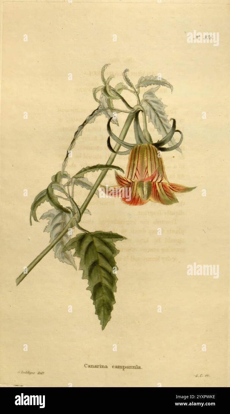 Das Botanische Kabinett, London, John, und, Arthur, Arch, 1817-1833, Eine wunderschön illustrierte Darstellung einer blühenden Pflanze, die komplizierte Details ihres Laubs und ihrer zarten Blüten zeigt. Das Design zeigt eine markante, anhängende Blume mit einer markanten Farbgebung, die Orange- und Gelbtöne miteinander verbindet, ergänzt durch komplexe Linien und Texturen. Die Blätter sind strukturiert und detailliert und weisen eine üppige, grüne Qualität auf, die die natürliche Schönheit der Komposition unterstreicht. Diese botanische Darstellung erfasst das Wesen der Anatomie der Pflanze und hebt sowohl die Blüten als auch die Blätter hervor Stockfoto