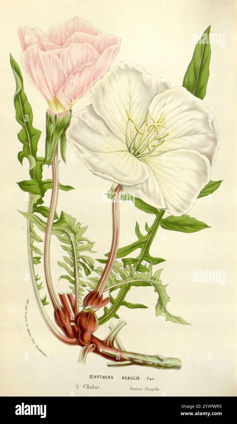 Flore des serres et des jardins de l’Europe A Gand, chez Louis van Houtte, éditeur 1845–1880, Eine botanische Illustration mit zwei Arten von Nachtkerzen, die sich durch ihre zarten Blüten auszeichnen – ein zartes Rosa und ein reines weiß. Beide Blüten sind mit Liebe zum Detail dargestellt und zeigen ihre langen Stiele und symmetrischen Blütenblätter, die sich sanft entfalten, um blassgelbe Staubblätter in ihrer Mitte zu sehen. Das Kunstwerk betont die dünnen, lanzenförmigen Blätter, die die Blüten begleiten, die in einem reichen, erdigen Boden verwurzelt sind und die natürliche Schönheit und Einfachheit dieser Blüten veranschaulichen. Stockfoto