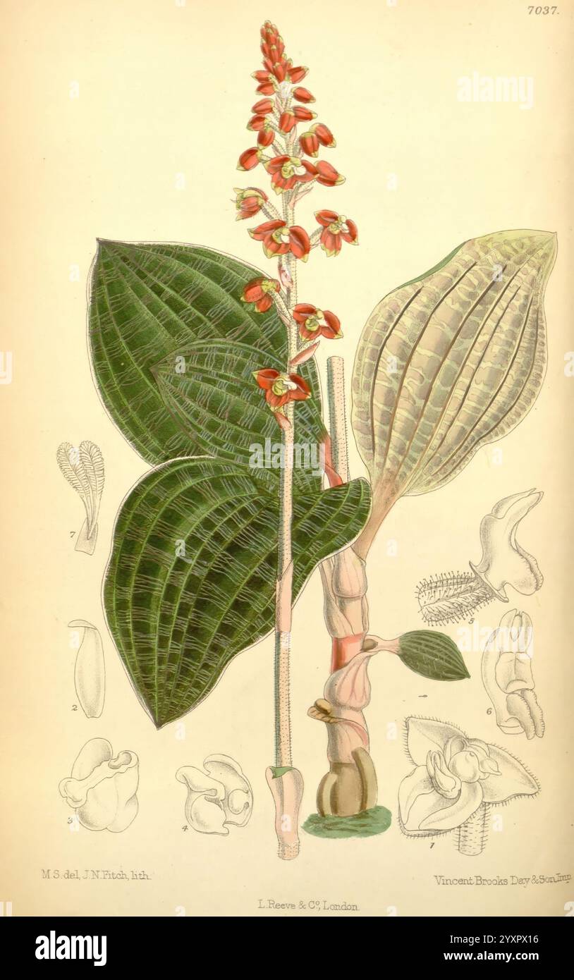 Curtis's Botanical Magazine, London, New York, Botanical Illustration, Botanical Zeitschriften, Bildwerke, Pflanzen-Zierwerke, Matilda Smith, Frauen in Wissenschaft, eine botanische Illustration, die eine detaillierte Darstellung einer blühenden Pflanze zeigt. Im Mittelpunkt steht der schlanke Stamm der Pflanze, der mit kleinen, komplizierten Blüten verziert ist, die eine Mischung aus leuchtenden Farben aufweisen. Am Stiel befinden sich breite, strukturierte Blätter mit auffälligen Adermustern. Um die Hauptpflanze herum befinden sich mehrere kleinere Abbildungen, darunter Nahaufnahmen der Blumenstruktur und verschiedener Pflanzenteile, Stockfoto