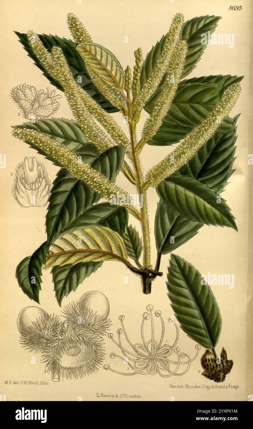 Curtis botanisches Magazin London New York botanische Illustration Botanik Zeitschriften Bildwerke Pflanzen ornamental Curtis Notholithocarpus densiflorus Quercus densiflora Tanak David Prain Matilda Smith Frauen in Wissenschaft Blumen, Eine detaillierte botanische Illustration, die das Laub und die Blütenstruktur einer bestimmten Pflanzenart zeigt. Deutlich sichtbar sind längliche Blätter mit gezackten Kanten, die eine reichhaltige Textur und unterschiedliche Farbtöne aufweisen. Der blühende Dorn ist mit zahlreichen kleinen Blüten verziert, die komplizierte Blumendetails betonen. Um diese zentrale Darstellung herum sind sie kleiner Stockfoto