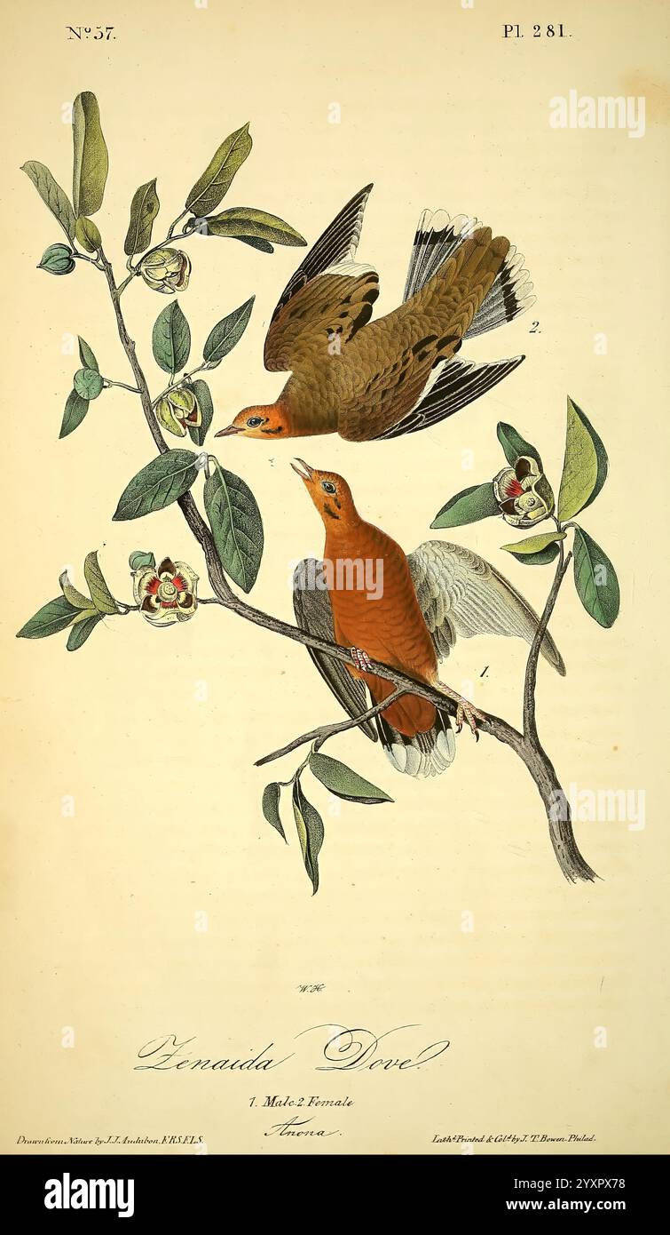 Die Vögel, von Amerika, New York, J. B, Chevalier, 1840-1844, Birds, Nordamerika, John James Audubon, bildhaft, arbeitet, die Illustration zeigt zwei Vögel, die auf einem Blattzweig mit zarten Blüten thront. Ein Vogel ist überwiegend rötlich-braun, während der andere eine gedämpftere Färbung mit gesprenkelten Mustern aufweist. Sie sind eng positioniert, scheinen miteinander zu interagieren, ihre Schnäbel öffnen sich, als ob sie kommunizieren würden. Die detaillierte Darstellung hebt die Feinheiten ihrer Federn und die lebendigen Töne des Laubs und der Blumen hervor und unterstreicht die Schönheit der Natur und av Stockfoto