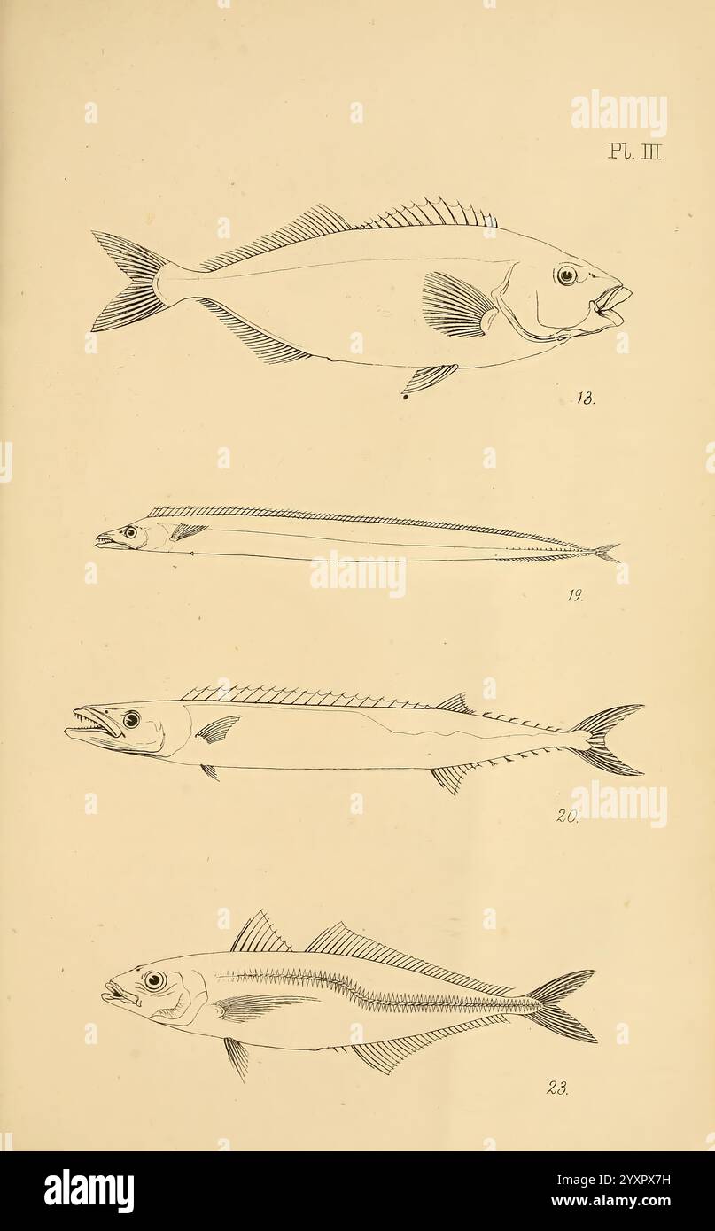 Fische aus Neuseeland Wellington, N.Z. J. Hughes, Drucker, 1872 Neuseeland, Fische, Trachurus trachurus, Lepidopus caudatus, Thyrsites atun, Farbsammlungen, Latris ciliaris, NZ-Arten zeigt die Abbildung eine Reihe von länglichen Fischen, die vertikal angeordnet sind, wobei jeder von einer Zahl begleitet wird, die seine Referenz in einem Katalog angibt. Der oberste Fisch ist robust mit einem stromlinienförmigen Körper, bemerkenswerten Flossen und einem spitzen Kopf. Darunter zeichnet sich der zweite Fisch durch eine schlanke Form und einen langen Körper aus, der seine effiziente Schwimmform unterstreicht. Der dritte Fisch hat ein abgerundetes Erscheinungsbild mit Destin Stockfoto