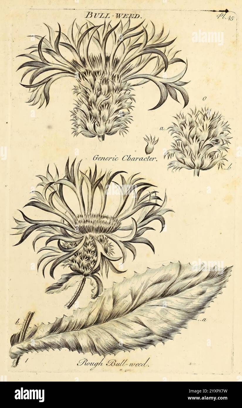Das, Gemüse, System, London, gedruckt, at, die, Expension, von, die, Autor und, verkauft, von R, Baldwin, 1759-1763, Botanik, Bildmaterial, Werke, Eine botanische Illustration, die das Stierkraut zeigt, mit komplizierten Darstellungen der Blumen und Blätter der Pflanze. Der obere Abschnitt veranschaulicht die Struktur der Blüte mit detaillierten Highlights ihrer spitzen Blüten, während der untere Teil ein großes Blatt zeigt, das als Referenz gekennzeichnet ist. Die Komposition betont die besonderen Merkmale des Bull Weed und bietet sowohl visuelle Klarheit als auch lehrreiche Einblicke in seine Morphologie. Stockfoto