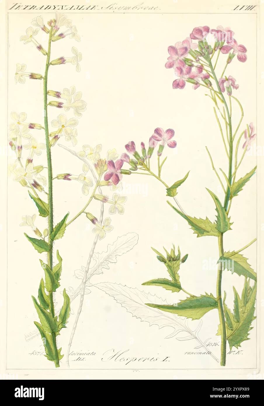 Icones florae Germanicae et Helveticae, Simul Pedemontanae, Tirolensis, Istriacae, Dalmaticae, Austriacae, Hungaricae, Transylvanicae, Moravicae, Borussicae, Holsaticae, Belgicae, Hollandicae, ergo Mediae Europae. Lipsiae, F. Hofmeister 1834-1912. [v. 1, 1850], Europa, Bildwerke, Pflanzen., diese Abbildung zeigt zwei botanische Exemplare blühender Pflanzen. Auf der linken Seite erscheinen zarte weiße Blüten aus schmalen Stängeln, mit grünen Blättern, die eine für die Art charakteristische gezackte Kante aufweisen. Auf der rechten Seite blühen leuchtend violette Blüten, die ein etwas anderes Arrangement zeigen Stockfoto