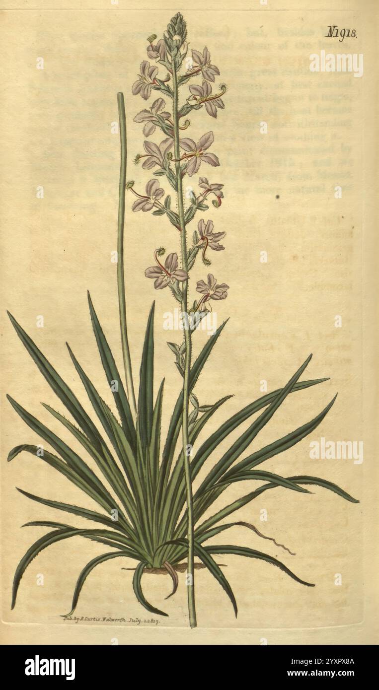 Curtis Botanical Magazine London New York Botanical Illustration Botany Periodicals Pictorial Works Plants ornamental Curtis Stylidium graminifolium Taxonomy: Family= Stylidiaceae Australia, Eine zarte Illustration einer blühenden Pflanze zeigt einen hohen Stachel mit rosa-violetten Blüten, der eine Gruppe kleiner Blütenblätter zeigt. Die Blätter sind gestreckt und schmal und ragen aus der Basis hervor, was einen üppigen grünen Kontrast zur Blumendekoration schafft. Jede Blüte scheint vom zentralen Stamm zu strahlen, der ordentlich angeordnet ist und die elegante Struktur der Pflanze unterstreicht. Die Gesamtzusammensetzung Stockfoto