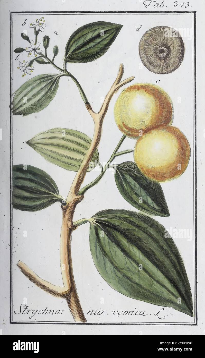 Icones plantarum medicinalium, Nürnberg, auf Kosten der Raspischen Buchhandlung, 1779-1790. Botanische, medizinische, bildhafte Werke, die Illustration zeigt einen Zweig der Strychnos nux vomica Pflanze, allgemein bekannt als Strychnin Baum. Aus dem Stiel treten zarte, ovale Blätter mit ausgeprägten Adern hervor, begleitet von kleinen, weißen Blüten an der Basis. Deutlich sichtbar sind zwei runde, gelbe Früchte, die aufgrund ihrer Bedeutung hervorgehoben werden. Die botanische Darstellung wird durch ein detailliertes Diagramm ergänzt, das den Querschnitt der Frucht veranschaulicht und ihre innere Struktur betont Stockfoto