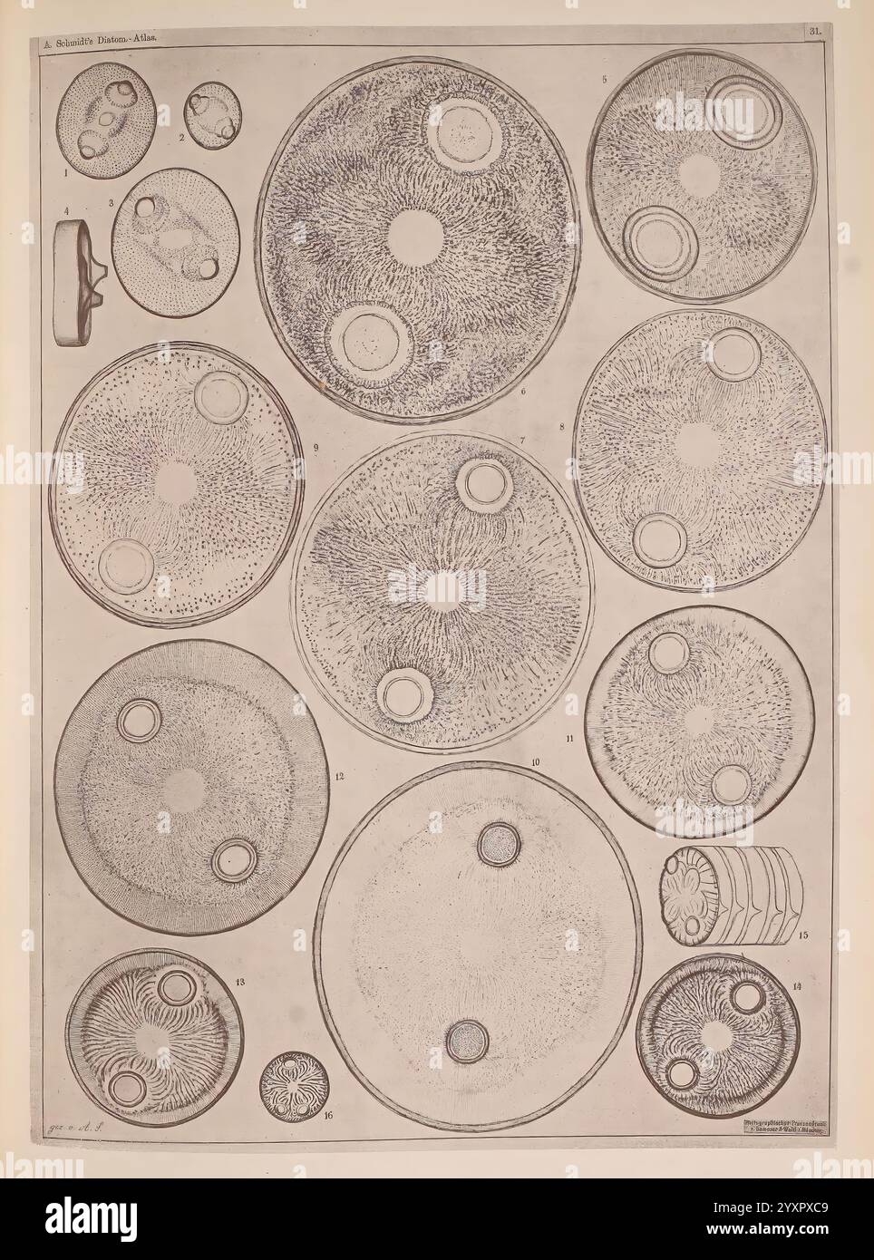 Atlas der Diatomaceen-Kunde, Leipzig, O. R. Reisland, 1874-1819, Atlanten, Bacillariophyceae., diese Illustration zeigt eine Sammlung komplizierter Kreisdiagramme, die jeweils verschiedene Muster und Texturen zeigen. Die Anordnung umfasst mehrere Kreise unterschiedlicher Durchmesser, von denen einige mit komplexen, wirbelnden Designs gefüllt sind, während andere gleichmäßigere, spiralförmige Formationen aufweisen. Jeder Kreis ist nummeriert, was auf eine systematische Untersuchung oder Klassifizierung dieser Muster hindeutet. Die Gesamtkomposition scheint die Vielfalt und Schönheit in mikroskopischen oder geometrischen Formen zu betonen, wahrscheinlich verwandt t t t Stockfoto