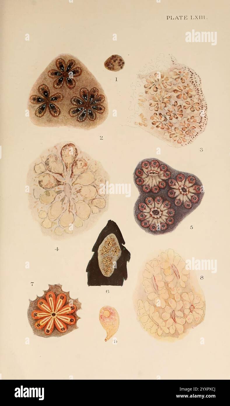 Die Britische Tunicata, London, 1905-12. Meeresspritzer, Tunicata., diese Illustration zeigt eine Sammlung verschiedener Meeresorganismen, die sorgfältig in einem Gittermuster angeordnet sind. Jedes Exemplar zeigt verschiedene Formen und komplizierte Details und hebt die einzigartigen Texturen und Muster hervor, die verschiedene Arten charakterisieren. Die Stücke umfassen Beispiele mit abgerundeten Formen, die mit symmetrischen Mustern verziert sind, komplizierte florale Designs und einige mit abstrakteren Konfigurationen. Jede Probe ist mit Nummern versehen, die wahrscheinlich ein Klassifizierungs- oder Referenzsystem angeben. Diese visuelle Studie betont die bea Stockfoto