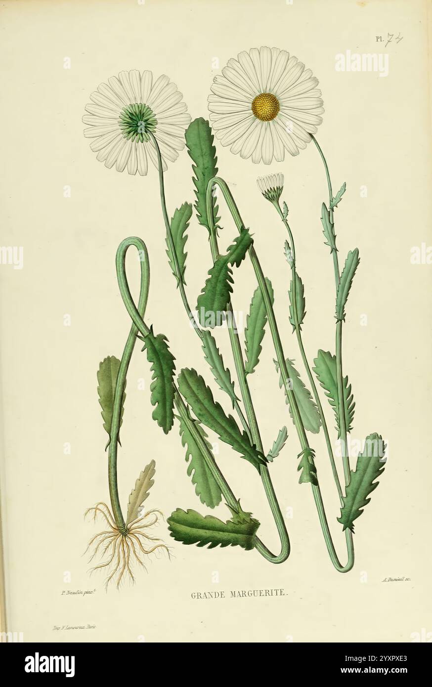 Nouvelle Ikonographie Fourragère Atlas Paris P. Asselin 1871 Gramineae The New York Botanical Garden Pictorial Works Forage Plants, Eine botanische Illustration zeigt zwei zarte Gänseblümchen, von denen jede leuchtend weiße Blütenblätter und eine zentrale gelbe Scheibe zeigt. Die Stiele sind schlank und anmutig gebogen, mit üppig grünen Blättern entlang. Die Wurzeln der Pflanze sind sichtbar und weisen auf ihren natürlichen Lebensraum hin. Unter der Abbildung steht auf dem Etikett „Grande Marguerite“, was auf den gebräuchlichen Namen der Pflanze hindeutet. Die gesamte Komposition unterstreicht die komplizierten Details und die natürliche Schönheit dieser Sache Stockfoto