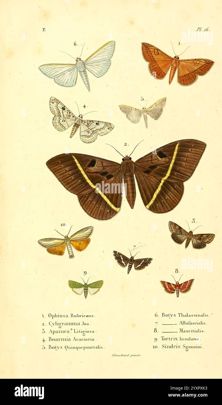 Faune entomologique de Madagascar, Bourbon et Maurice, Paris, A la Librairie encyclopédique de Roret, 1833. lepidoptera mauritius madagaskar réunion ophiusa rubricans cyligramma joa boarmia acaciaria botys quinquepunctalis botys thalassinalis botys albifascialis botys mauritialis tortrix insulana sindris sganzini, Eine wissenschaftliche Illustration, die eine Vielzahl von Schmetterlingen und Falter zeigt. Das Arrangement besteht aus zehn verschiedenen Arten, von denen jede sorgfältig mit entsprechenden Nummern gekennzeichnet ist. Die Kollektion hebt eine Reihe von Farben und Flügelmustern hervor und zeigt die Vielfalt in Größe und Form von amo Stockfoto