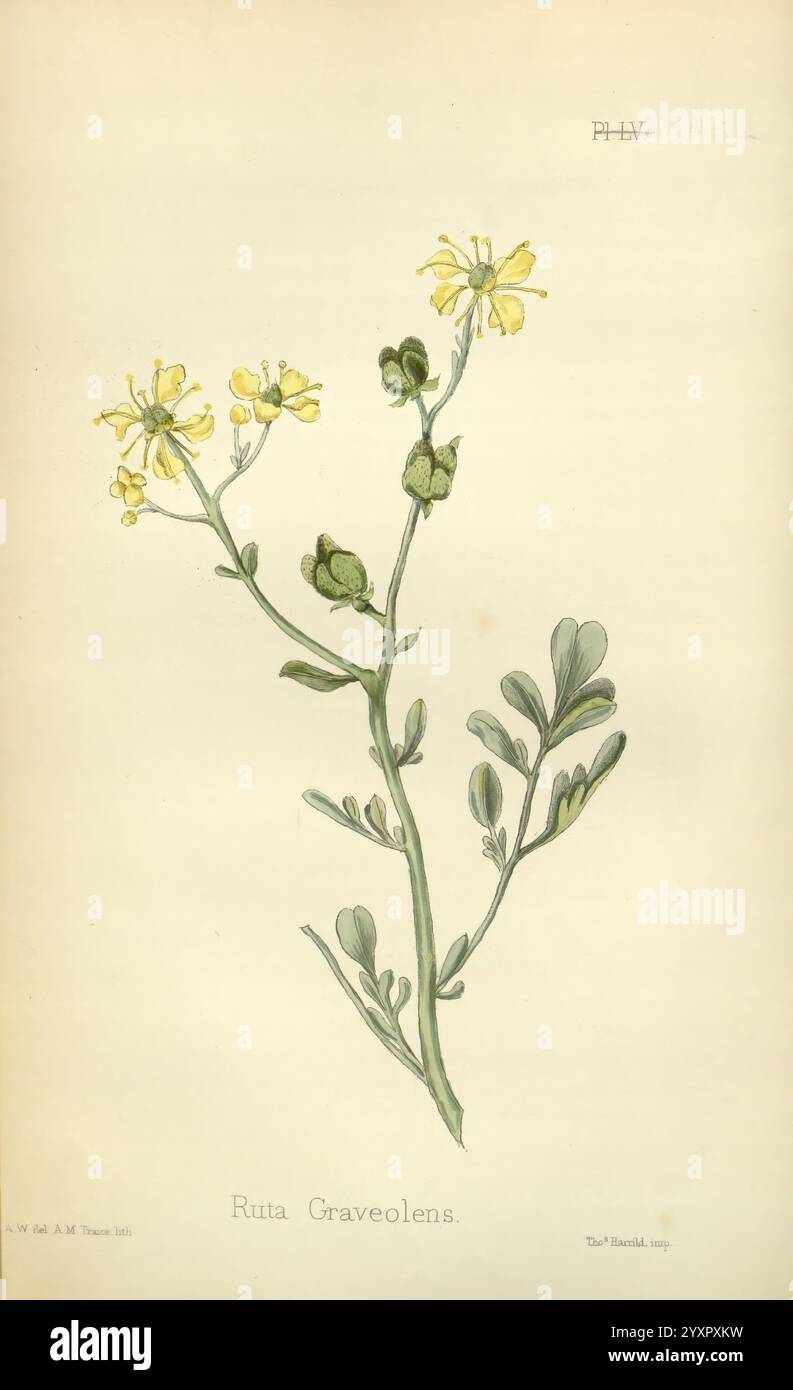 The Flora homoeopathica, London, Leath & Ross, 1852-1853, Botanik, Homöopathie, Bildwerke, Ruta graveolens, botanische Medizin, Materia medica Gemüse, materia medica und Therapeutics zeigt die Abbildung eine botanische Darstellung von Ruta graveolens, allgemein bekannt als Rue. Die Pflanze zeigt zarte gelbe Blüten mit vier symmetrisch angeordneten Blütenblättern. Sein Laub besteht aus zusammengesetzten Blättern, die ein leuchtendes Grün aufweisen und sich durch ihre charakteristische gelappte Form auszeichnen. Der Stiel ist schlank und aufrecht, der von der Basis ausgeht und sowohl die Blüten als auch die Blätter trägt. Diese Abbildung Stockfoto