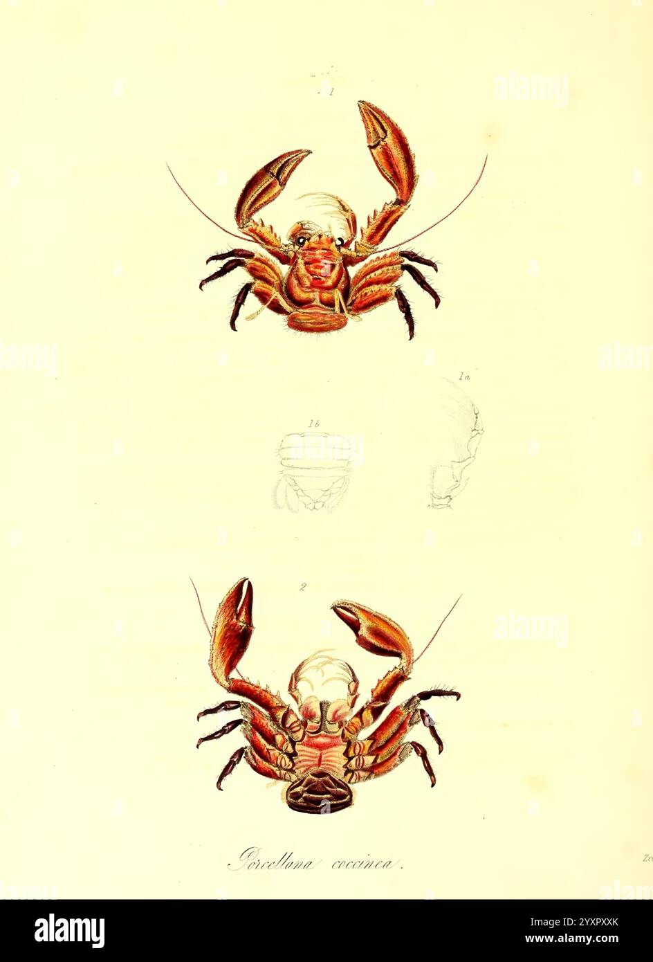 Die Zoologie von Captain Beecheys Reise, London, H. G. Bohn, 1839, Amerika, Blütenschiff, Geologie, Ozeanien, Zoologie, Krabbe, Krustentiere, Arthropoden, Arthropoden, Krabben, die Abbildung zeigt eine detaillierte Darstellung einer Krabbe, die deutlich mit ihren Klauen und ihrer markanten Körperstruktur gekennzeichnet ist. Der obere Abschnitt zeigt eine vollständige Ansicht, die seine markanten Augen und komplizierten Anhängsel hervorhebt. Ein zweites Rendering bietet einen genaueren Blick auf die einzigartigen anatomischen Merkmale der Krabbe, einschließlich ihrer Schale und ihrer Krallen. Der Titel „Carolina Ruderkrabbe“ ist am unteren Rand eingeschrieben, was seine Spezies-Clas betont Stockfoto