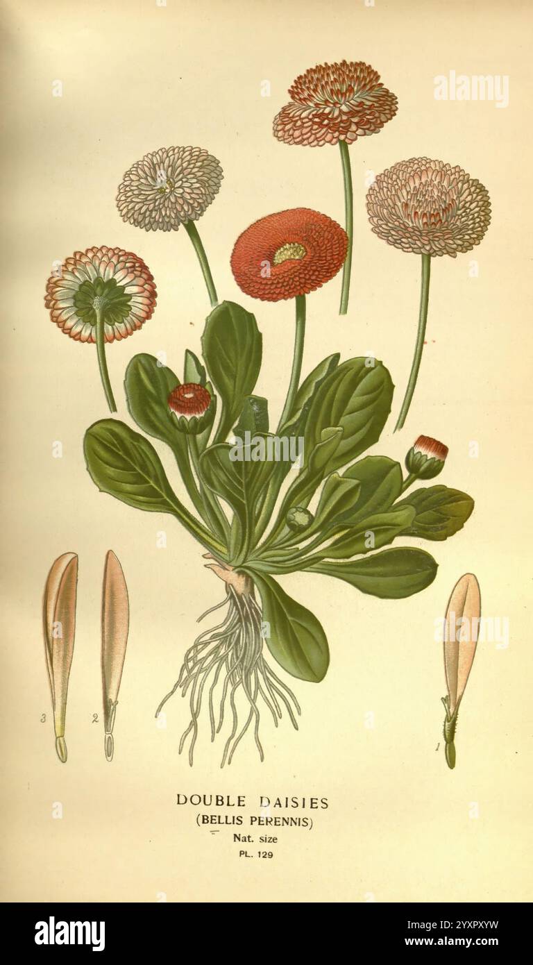 Lieblings-, Blumen-, Garten- und Greenhouse, London und New York, Frederick, Warne, &, Co, 1896-97, Frankreich, 19. Jahrhundert, Ikonen, Blumenzucht, Chromolithographie, bellis, Perennis, Pflanzen, Zierpflanzen, Eine botanische Illustration, die doppelte Gänseblümchen zeigt, auch bekannt als Bellis perennis. Die Komposition zeigt verschiedene blühende Blumen in verschiedenen Stufen, die ihre einzigartigen kreisförmigen Formen und farbenfrohen Arrangements zeigen. Die zentrale Pflanze wird durch detaillierte Darstellungen der Blätter und Blumenteile ergänzt, die die komplizierte Struktur der Morphologie der Gänseblümchen hervorheben. Diese Illustration Stockfoto