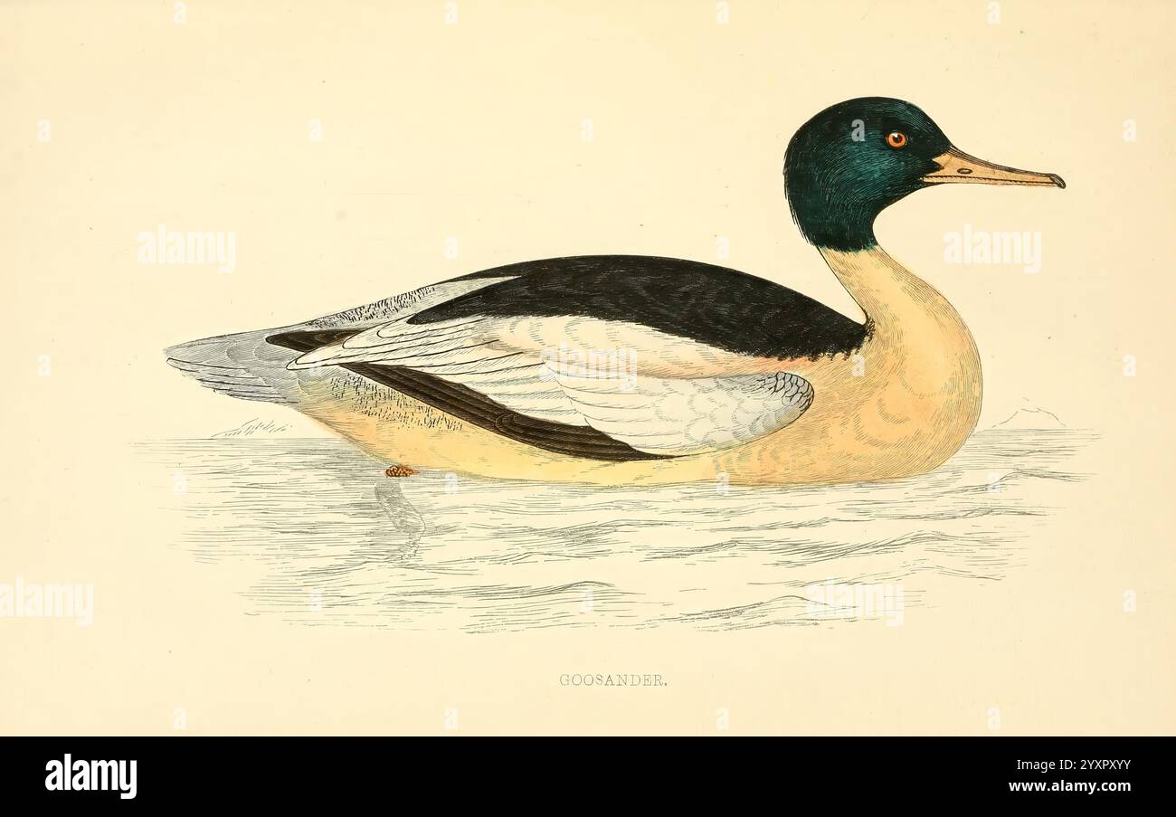 Eine Geschichte britischer Vogel1863-1866? Great Britain Birds Mergus Merganser, Eine detaillierte Abbildung einer Ente, die ihre Besonderheiten zeigt. Der Vogel ist in einem Seitenprofil dargestellt, mit einem markanten smaragdgrünen Kopf und einem kontrastierenden, hellen Hals, der in einen weichen, cremigen Körper übergeht. Die Flügel zeigen eine Mischung aus schwarzem und weißem Gefieder, die komplizierte Federmuster hervorhebt. Die Ente schwebt anmutig auf einem ruhigen Gewässer und betont ihre stromlinienförmige Form und elegante Haltung. Unter der Abbildung wird der Text „GOOSANDE“ angezeigt, der die Art angibt. Insgesamt erfasst das Bildmaterial t Stockfoto