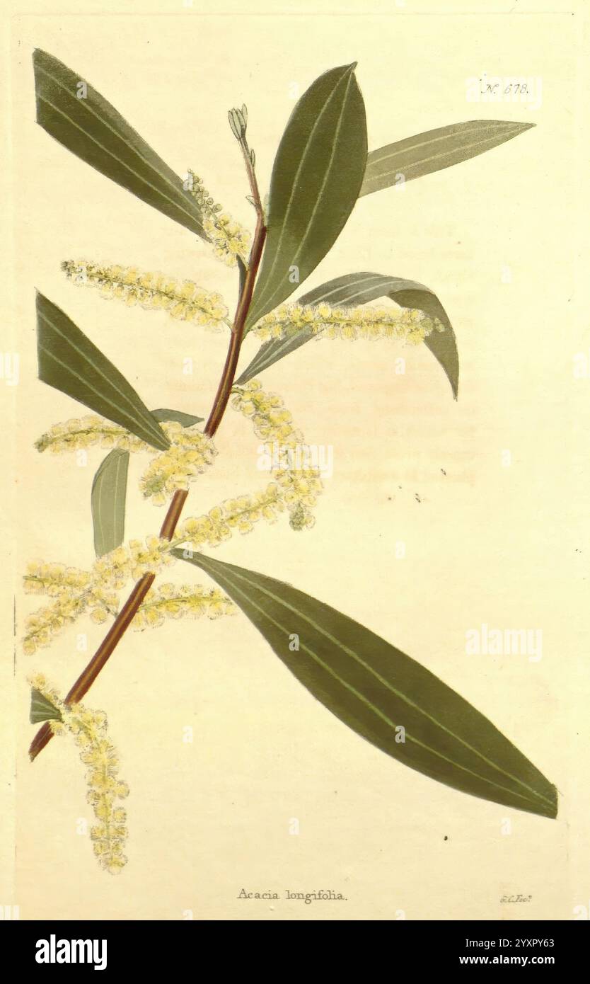 Das Botanische Kabinett, London, John, und, Arthur, Arch, 1817-1833, Eine zarte Illustration eines Zweiges aus der Aracia longifolia Pflanze, die lange, glänzend grüne Blätter und kleine, duftende gelbe Blüten zeigt. Die botanische Darstellung hebt die komplizierten Details des Laubs und der Blumenarrangements hervor und unterstreicht die natürliche Schönheit der Pflanze. Die Komposition spiegelt einen klassischen Stil der botanischen Kunst wider und gibt Einblick in die Eigenschaften und Struktur dieser Art. Das Etikett am Boden kennzeichnet die Pflanze anhand ihres wissenschaftlichen Namens, was eine informative Note verleiht Stockfoto