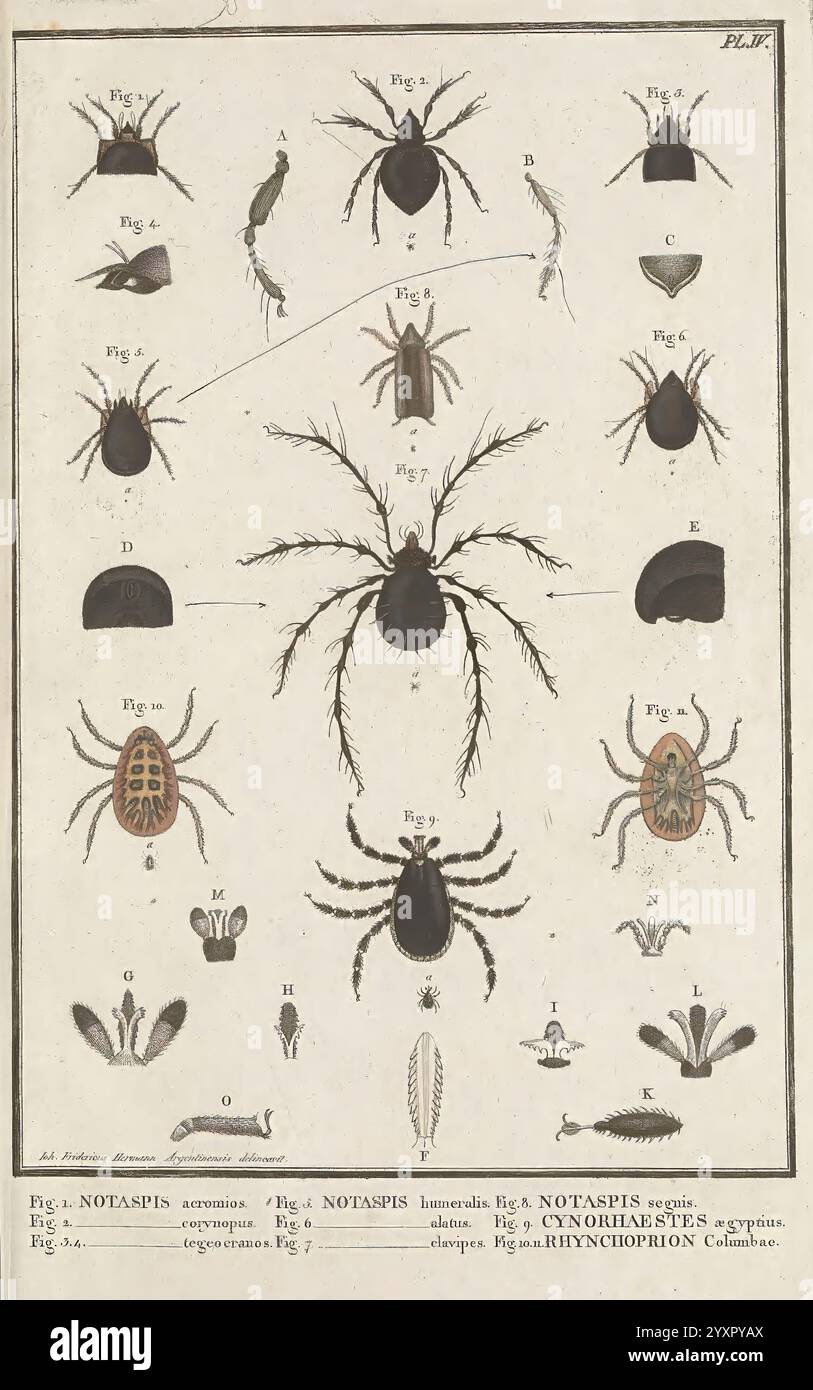 Mémoire, Entomologie, Arachnida, die Illustration zeigt eine Sammlung verschiedener Arachniden und Insekten, die in beschriftete Figuren unterteilt sind. Im oberen Bereich werden verschiedene Arten von Spinnen gezeigt, die ihre unterschiedlichen Körperformen und Merkmale, wie Beinanordnung und Markierungen, hervorheben. Im Folgenden sind mehrere Zecken- und Milbenvarianten dargestellt, die ihre einzigartigen anatomischen Strukturen betonen. Einige Abbildungen enthalten detaillierte Zeichnungen von Mundteilen und anderen charakteristischen Merkmalen, wobei der Schwerpunkt klar auf die Vielfalt innerhalb der Arachnidenklasse gelegt wird. Jede Probe ist sorgfältig gekennzeichnet und bietet eine Referenz Stockfoto