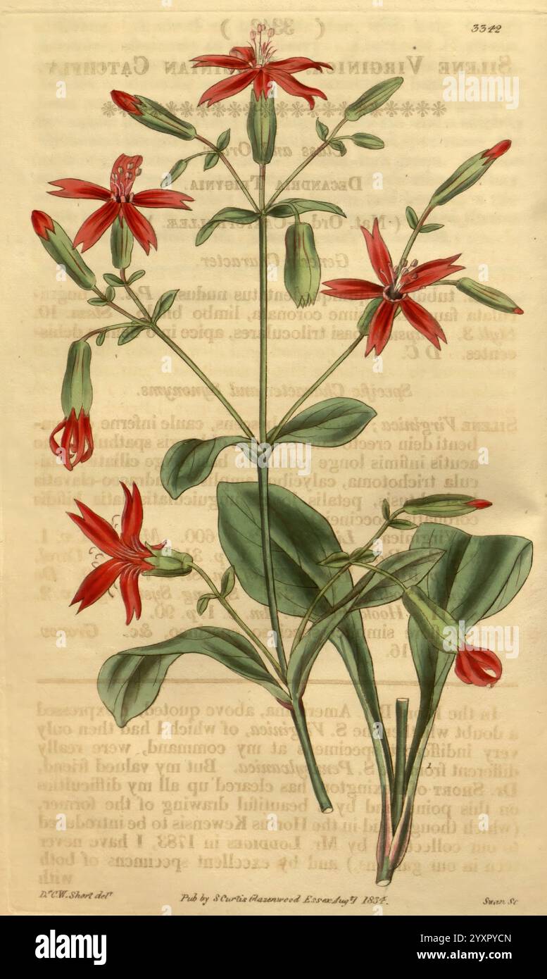 Curtis's Botanical Magazine London New York etc. Botanik-Zeitschriften Bildwerke Curtis, Eine detaillierte Illustration zeigt eine blühende Pflanze, die sich durch markante rote Blüten auszeichnet, die trompetenförmig und zart auf schlanken Stielen angeordnet sind. Die Pflanze zeigt saftig grüne Blätter, die an der Basis breit sind und sich zu den Spitzen hin verjüngen. Die Blüten sind der Mittelpunkt, mit mehreren Knospen und Blüten, die in verschiedenen Stadien der Öffnung erfasst werden. Unter der Abbildung befindet sich eine botanische Beschreibung, einschließlich des Namens der Pflanze und möglicherweise ihrer Klassifizierung oder Lebensrauminformationen, Presente Stockfoto