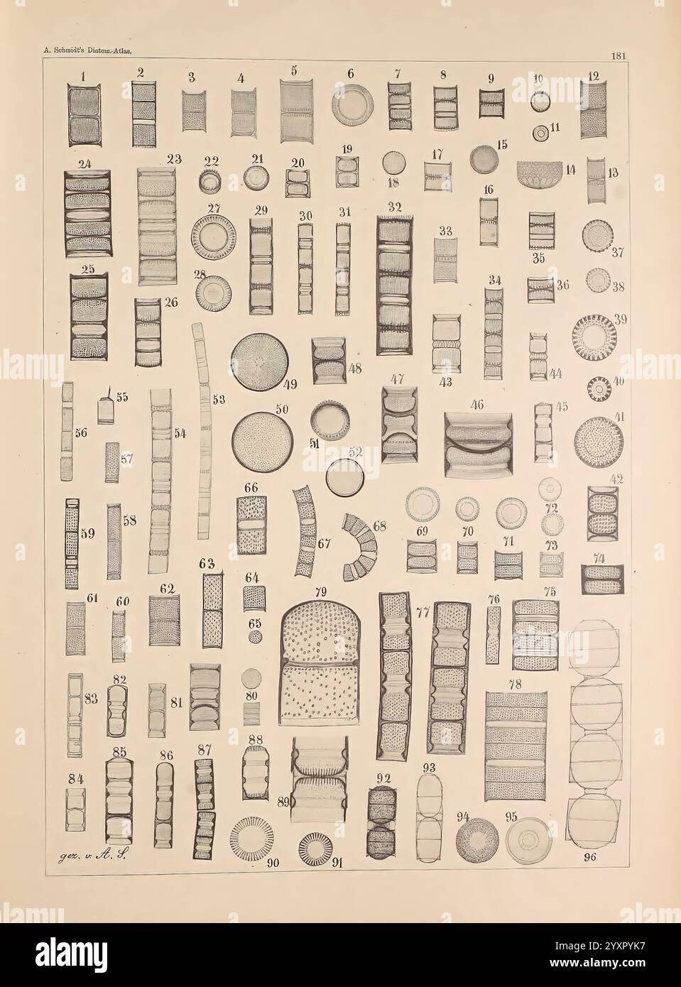 Atlas der Diatomaceen-Kunde, Leipzig, O.R. Reisland, 1874-1819, Atlanten, Bacillariophyceae zeigt die Illustration eine Sammlung verschiedener geometrischer Formen und Designs, die alle sorgfältig organisiert und nummeriert sind. Die Formen umfassen eine Vielzahl von Kreisen, Rechtecken und Quadraten, von denen einige komplizierte Muster oder Texturen aufweisen. Die Anordnung hebt die Unterschiede in Größe und Form hervor und bietet eine lehrreiche Referenz für das Studium von Geometrie oder Konstruktionsprinzipien. Jedes Element ist eindeutig mit einer entsprechenden Nummer gekennzeichnet, was eine einfache Identifizierung und Diskussion ermöglicht Stockfoto