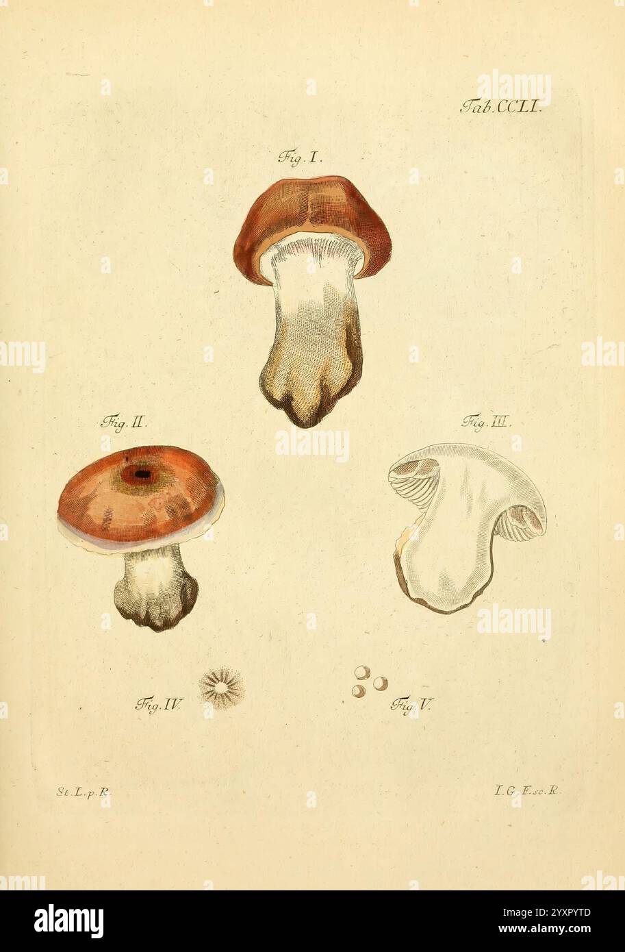 Fungorum qui in Bavaria et Palatinatu circa Ratisbonam nascuntur icones, nativis coloribus expressae, Erlangae, apud J.J. Palmium, 1800, Deutschland, Bayern, Pilze, Bildwerke, die Illustration zeigt eine Sammlung von Pilzen, die drei verschiedene Sorten mit detaillierter Kennzeichnung zeigt. Die erste Abbildung zeigt eine Kappe mit einer rötlich-braunen Oberseite und einer weißlichen Unterseite, was auf eine Art hindeutet, die für ihre auffällige Kappenform bekannt ist. Die zweite Figur zeigt eine ähnliche Struktur, aber eher eine bauchige Form, mit weichen Kurven und einer helleren Basis. Die dritte Abbildung ist mit einem DE dargestellt Stockfoto