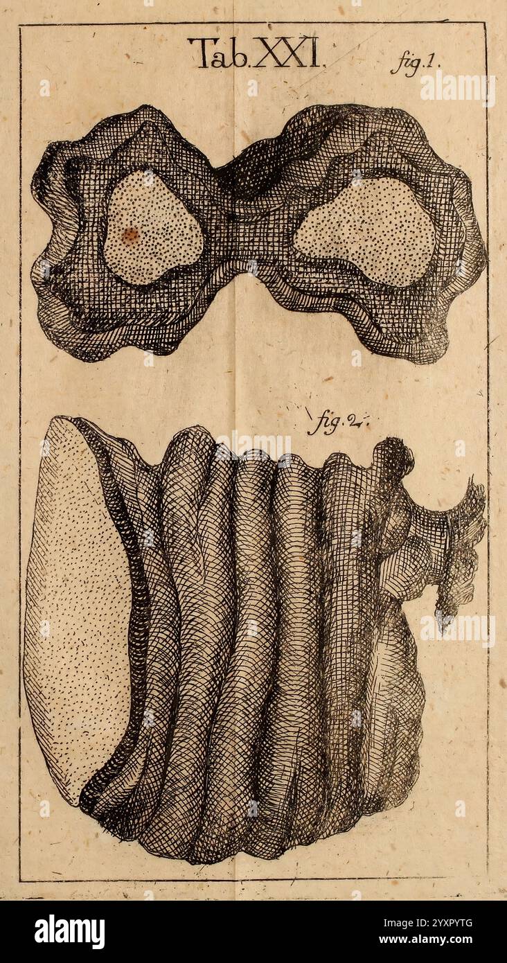 Dissertationes ad Scientiam naturalem pertinentes. Pragæ, sumptibus W. Gerle, 1772. Naturgeschichte, Pilze, Mykologie, Poria applicata, Poria perspicillum, die Abbildung zeigt zwei detaillierte Darstellungen schalenartiger Strukturen mit der Bezeichnung ''Tab. XXI, Abb. 1'' und ''Abb. 2." Die erste Figur zeigt eine symmetrische Form, die an eine Brille erinnert und durch komplizierte Linien und Texturen gekennzeichnet ist, die auf eine natürliche, organische Bildung hinweisen. Die zweite Figur zeigt eine länger gezogene und strukturierte Schale mit einer gerippten Oberfläche, die ihre dreidimensionale Form unterstreicht. Die CA Stockfoto