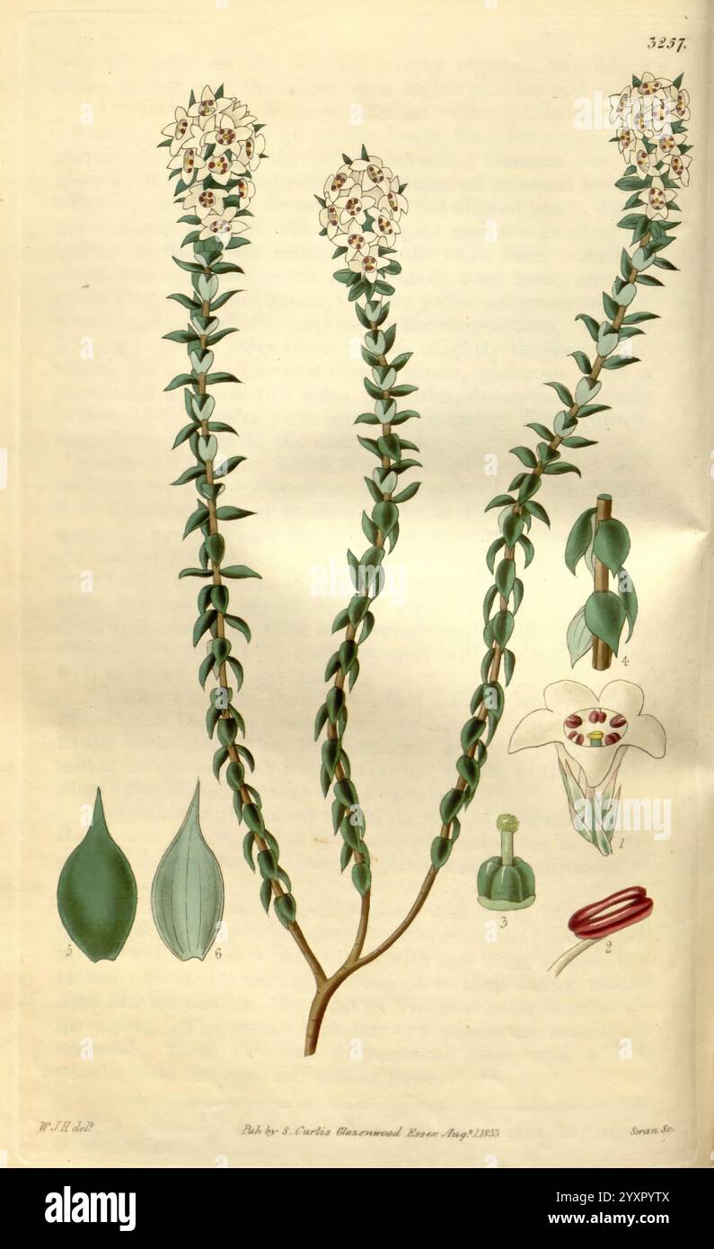 Curtis's Botanical Magazine, London, New York, botanische Illustration, Botanik, Zeitschriften, Bildwerke, Zierpflanzen, Curtis, Australien, Epacris heteronema, Eine detaillierte botanische Illustration, die eine blühende Pflanze zeigt, die sich durch langgezogene, schlanke Stiele und schmale, lanzenförmige Blätter auszeichnet. Das Kunstwerk zeigt mehrere Stufen der Pflanze und hebt ihre zarten röhrenförmigen Blüten mit hervorstehenden Blütenblättern hervor. Um die zentrale Darstellung herum befinden sich markierte Teile der Pflanze, einschließlich Blätter und Fortpflanzungsstrukturen, die einen klaren und lehrreichen Überblick über ihre Anatomie und dist geben Stockfoto