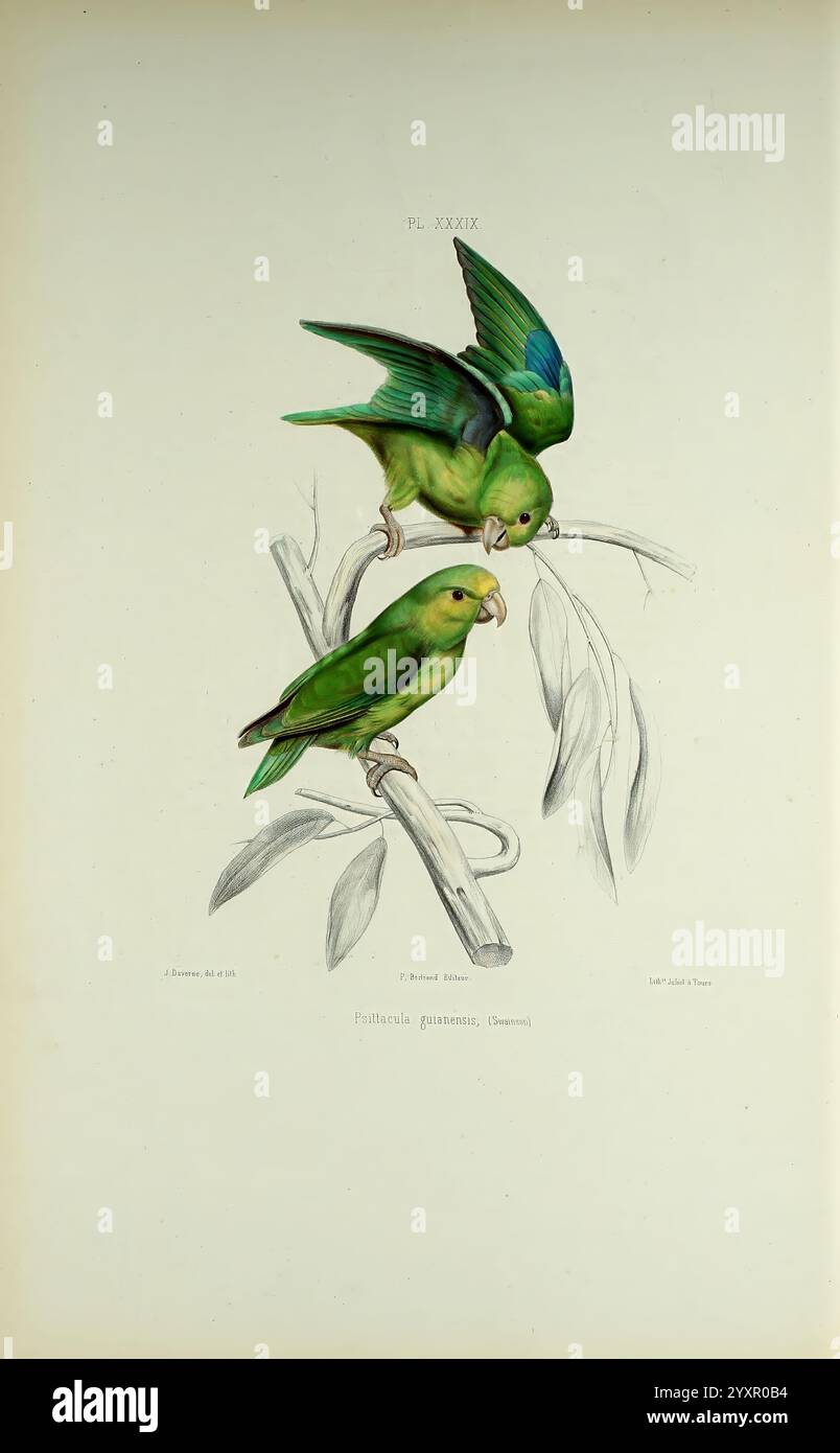 Iconographie des perroquets, Paris, P. Bertrand, 1857, Bird, Vögel, Papageien, Papageien, Bildwerke, beliebte Werke, blaugeflügelter Papageien, Forpus xanthopterygius, zwei leuchtend grüne Papageien sitzen auf einem schlanken Zweig, ihre Federn glitzern in Smaragd- und Türkistönen. Der Vogel auf der linken Seite beugt sich nach vorne und beobachtet neugierig seine Umgebung, während der Vogel auf der rechten Seite aufrecht steht und aufmerksam zur Seite blickt. Eine zarte Anordnung von Blättern umgibt die Basis des Zweiges und verbessert die natürliche Umgebung. Beide Vögel zeigen eine charmante Präsenz und zeigen ihre lebendige Persönlichkeit Stockfoto