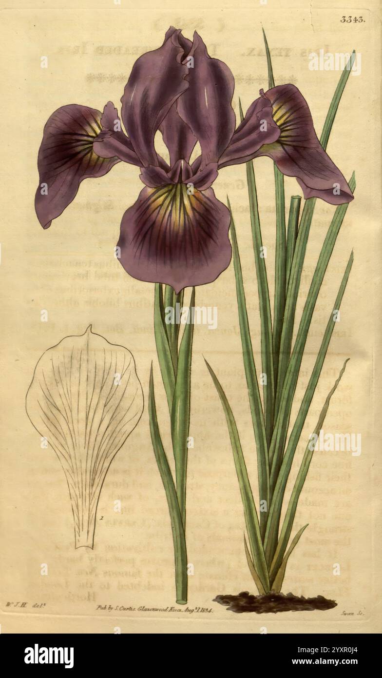 Curtis's Botanical Magazine, London, New York, Botanik, Zeitschriften, malerische Werke, Curtis, Eine botanische Illustration, die eine elegante lila Iris mit einem markanten Muster auf den Blütenblättern zeigt. Die Blume, bekannt für ihre satte Farbe und ihre komplizierten Details, steht hoch über den schmalen grünen Blättern. Daneben gibt eine Skizze eines einzelnen Blütenblattes zusätzliche Einblicke in seine Struktur und hebt die einzigartige Form der Pflanze hervor. Die Gesamtkomposition veranschaulicht die Schönheit dieser Blume vor einem subtilen Hintergrund, der ihre Merkmale und Anatomie betont. Stockfoto