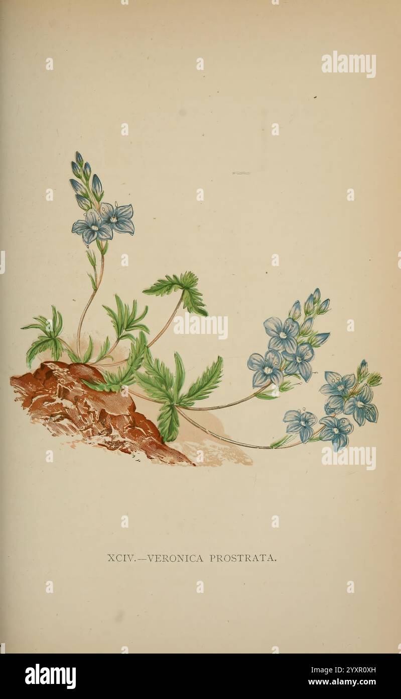 Die Flora der Alpen, London, J. C. Nimmo, 1896-1900, Alps, Floras, Bergpflanzen, Pflanzen, Schweiz, Eine zarte Illustration der Veronica prostrata, auch bekannt als Creeping speedwell. Die Pflanze zeigt leuchtend blaue Blüten mit fünf Blütenblättern, die sich anmutig von schlanken grünen Stämmen abheben, die sich über eine helle Oberfläche verteilen. Die Blätter sind fein gezackt, was der Zusammensetzung eine Textur verleiht, während eine sandige oder erdige Basis auf ihren natürlichen Lebensraum hinweist. Dieses Kunstwerk fängt die Eleganz und Fragilität der Pflanze ein und hebt die Details der Blumen und des Laubs hervor. Eine Unterkunft Stockfoto