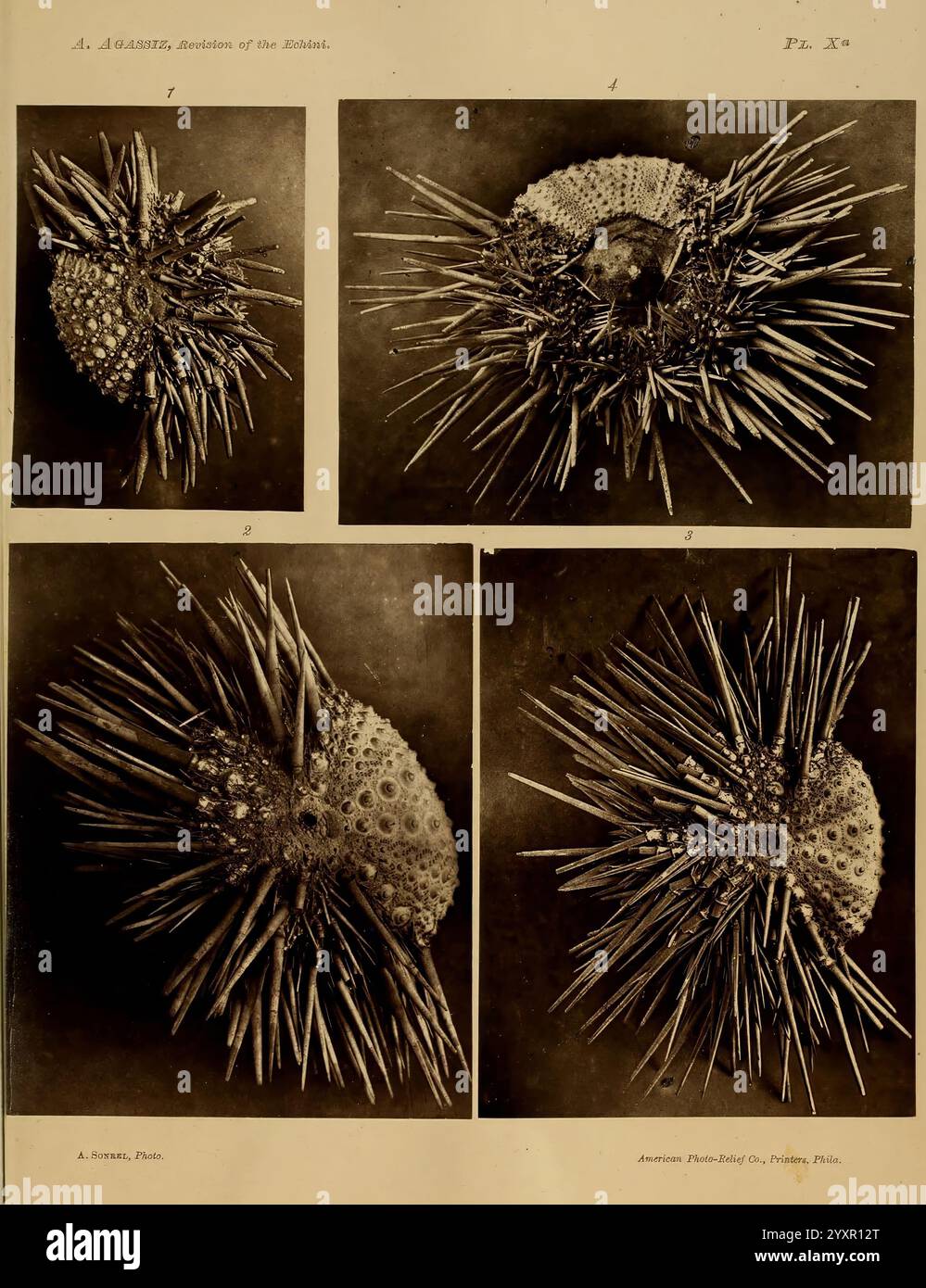 Revision der Echini, Cambridge, Mass, University Press, 1872-1874, Klassifizierung, Echinodermata, Seeigel, Museum of Comparative Zoology, die Ausstellung zeigt eine Reihe von vier Studien mit komplex strukturierten Seeigeln, die ihre einzigartigen geometrischen Formen und Texturen hervorheben. Jedes Exemplar zeigt eine faszinierende Vielfalt von Stacheln und Poren, die die Vielfalt der Meereslebewesen veranschaulichen. Die Nahaufnahmen ermöglichen eine detaillierte Untersuchung der äußeren Morphologie und erfassen die komplexen Muster und die natürliche Kunstfertigkeit dieser Stachelhäuter. Oben links ist ein abgerundeter Seeigel dargestellt Stockfoto