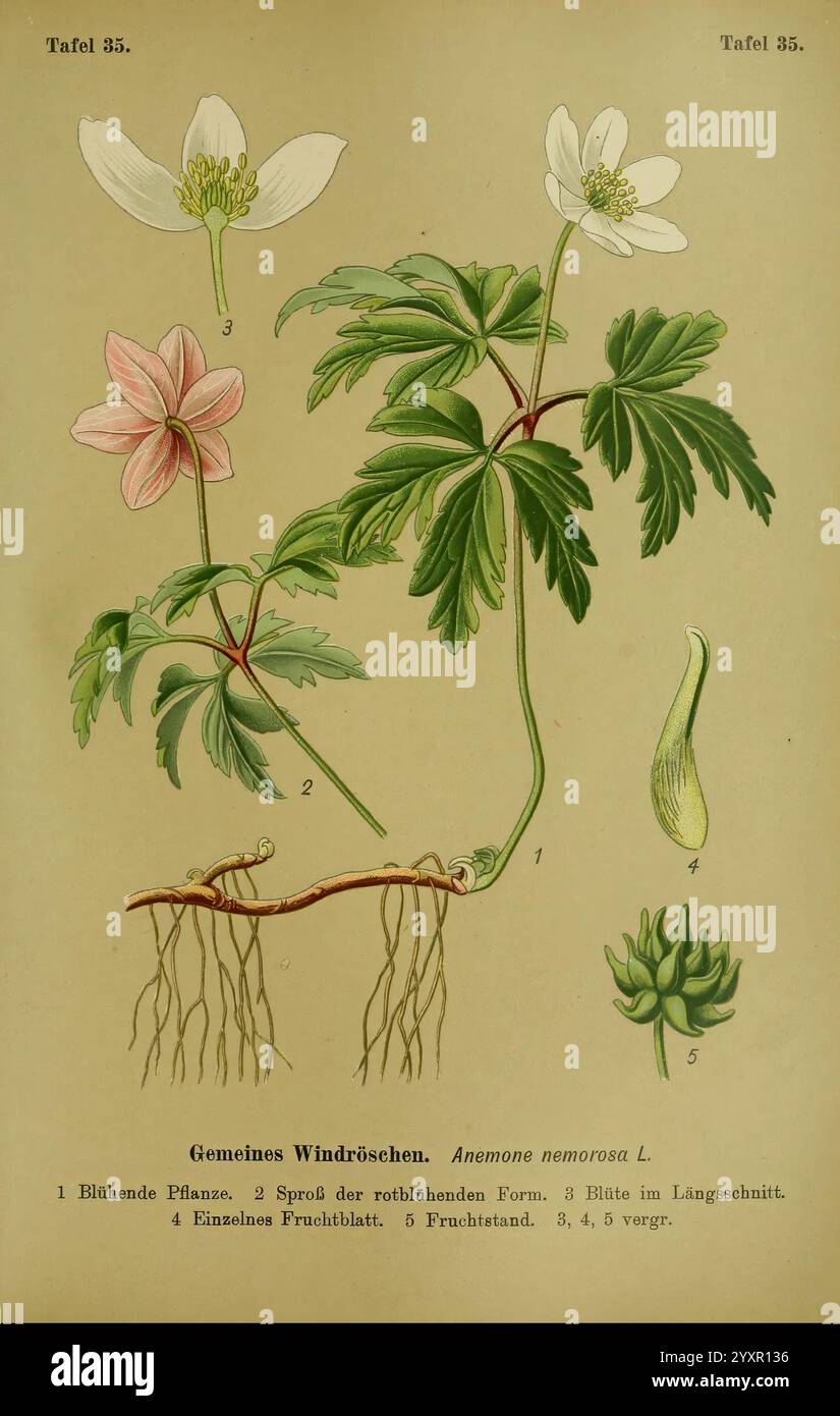 Die Giftpflanzen Deutschlands, Braunschweig, F. Vieweg, 1910, Deutschland, giftige Pflanzen, die Illustration zeigt eine detaillierte botanische Darstellung der gewöhnlichen Anemone, wissenschaftlich bekannt als Anemone nemorosa. Sie zeigt die verschiedenen Teile der Pflanze, einschließlich ihrer rosa und weißen Blüten, des Stängels und des Wurzelsystems. Jede Komponente ist sorgfältig beschriftet, was die Struktur der Pflanze hervorhebt: Den Blütenstamm, die einzelnen Blütenblätter, den Fruchtkörper und das Wurzelsystem, das sie am Boden verankert. Diese künstlerische Darstellung unterstreicht die zarte Schönheit und die komplizierten Details des Pl Stockfoto