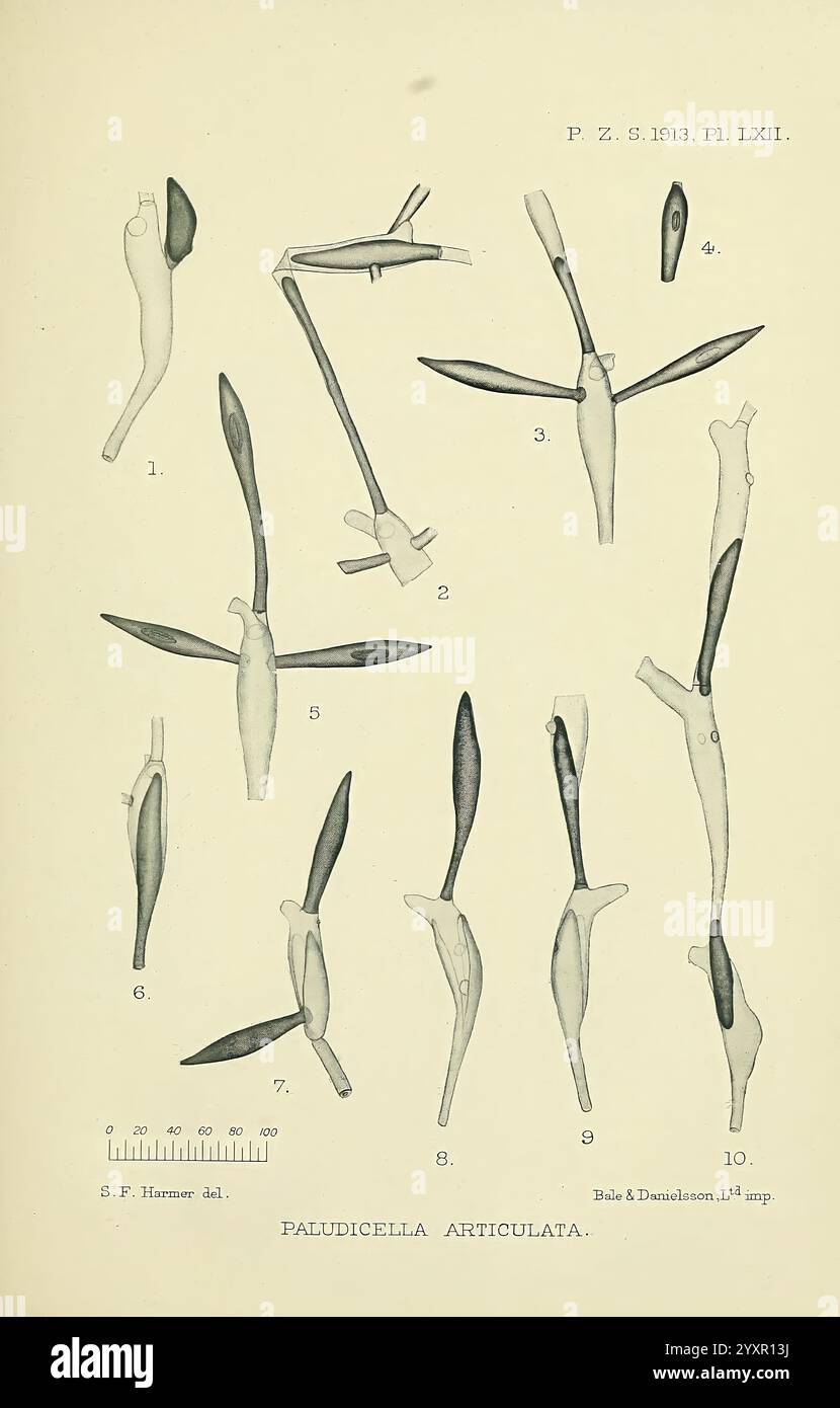 Proceedings of the Zoological Society of London London Academic Press Periodicals Zoology, Eine detaillierte botanische Illustration mit verschiedenen Stadien und Formen der Pflanzenart Paudicella articulata. Die Abbildung zeigt zehn Einzelfiguren, die von 1 bis 10 gekennzeichnet sind, und hebt die unterschiedlichen morphologischen Merkmale wie Blattformen, Stammstrukturen und die gesamte Pflanzenstruktur hervor. Jede Figur ist akribisch gezeichnet, um die Einzigartigkeit jedes Teils zu unterstreichen und bietet einen umfassenden Überblick über die Anatomie der Art für wissenschaftliche Studien. Die beigefügten Etiketten weisen wahrscheinlich auf spezifische fea hin Stockfoto