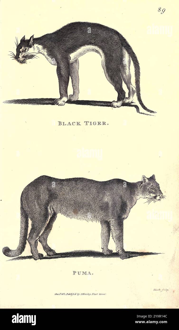 Allgemein, zoologisch oder systematisch, natürlich, Geschichte pt. 2, London, gedruckt, für G. Kearsley, 1800-1826, Zoologie zeigt die Illustration zwei verschiedene Katzen: die obere Figur ist als „Black Tiger“ bezeichnet und zeigt einen schlanken, langgestreckten Körper mit einem markanten Schwanz, der sich durch seine dunkle Färbung und seine katzenartigen Merkmale auszeichnet. Die untere Figur wird als „Puma“ bezeichnet, der eine robustere und muskulösere Konstruktion zeigt, begleitet von einem abgerundeten Gesicht und einem kürzeren Schwanz. Beide Tiere sind im Profil dargestellt, was ihre einzigartigen anatomischen Merkmale und Unterschiede in Haltung, Größe und Form hervorhebt. Das in Stockfoto