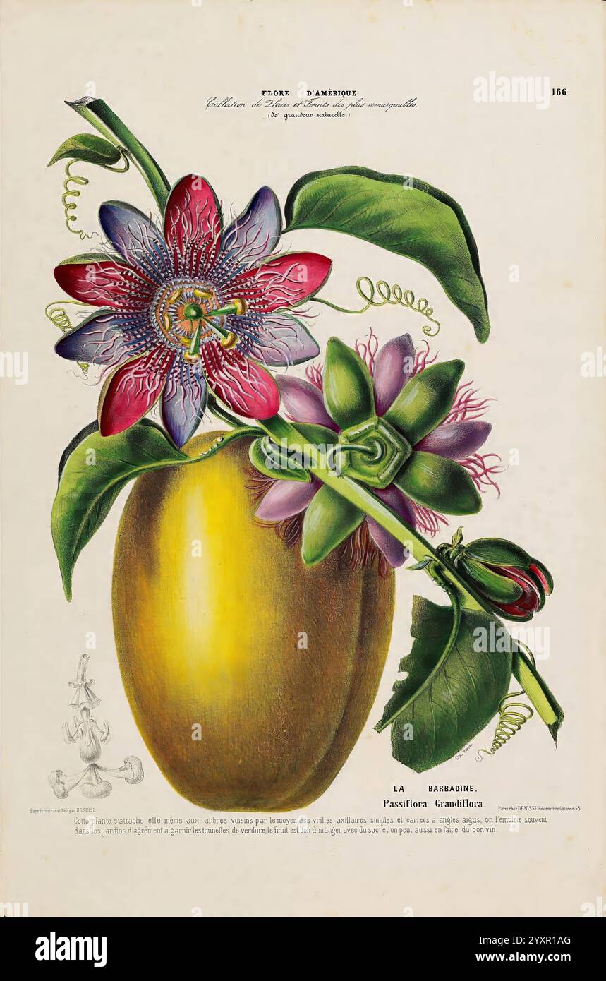 Flore d'Amérique, Paris, Gihaut 1843-1846. Amerika, Bildwerke, Pflanzen, Passiflora quadrangularis, riesengranadilla, Passionsblume, Früchte, Blumen, tägliche wissenschaftliche Kunst, eine komplexe botanische Illustration, die die Passionsblume zeigt, gekennzeichnet durch ihre lebendigen, mehrschichtigen Blütenblätter in Rot-, Lila- und Blautönen, die ein kunstvolles Zentrum voller Filamente umgeben. Die Blume ist elegant neben einer großen, gelben Frucht dargestellt, die allgemein als Passionsfrucht bekannt ist, die am unteren Rand deutlich steht. Zarte grüne Blätter und Ranken verbessern die Komposition, während detaillierte Anmerkungen Stockfoto