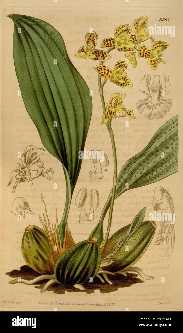 Curtis's Botanical Magazine, London, New York, botanische Illustration, Botanik, Zeitschriften, Bildwerke, Pflanzen ornamental, Curtis, dieses Kunstwerk zeigt eine detaillierte botanische Illustration einer Orchideenart, die die komplizierten Formen und Muster ihrer langen Blätter und einer Gruppe von leuchtenden Blumen zeigt. Die Orchidee ist mit ihren charakteristischen gelben und braunen gepunkteten Blüten dargestellt, die elegant über dem grünen Laub stehen. Um die Hauptpflanze herum befinden sich kleinere Skizzen, die verschiedene Elemente der Anatomie und Struktur der Orchidee hervorheben und ihre einzigartigen Fortpflanzungsteile betonen. Die Stockfoto