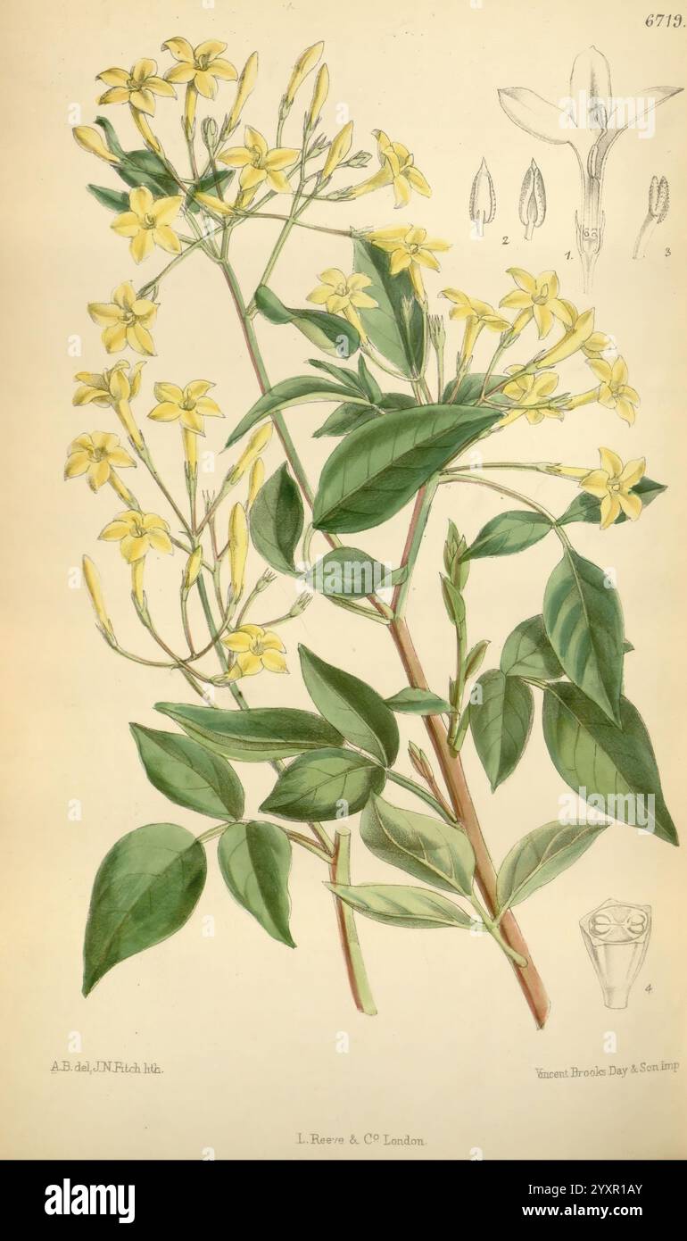 Curtis's Botanical Magazine, London, New York, botanische Illustration, Botanik, Zeitschriften, Bildwerke, Pflanzen ornamental, Curtis, das Kunstwerk zeigt eine botanische Illustration, die eine zarte blühende Pflanze zeigt, die von kleinen, gelben Blüten gekennzeichnet ist. Die Pflanze ist mit langen, spitzen Blättern dargestellt, die üppig und grün sind und einen lebendigen Kontrast zu den Blüten bieten. Ausführliche Anmerkungen, einschließlich des wissenschaftlichen Namens und möglicherweise des Datums der Abbildung, werden der Abbildung beigefügt. Die Komposition betont die komplizierten Details der Blumen und des Laubs, Highlightin Stockfoto