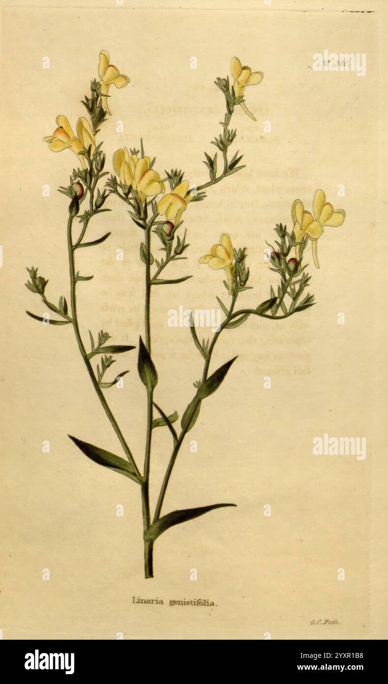 Das Botanische Kabinett, London, John, und, Arthur, Arch, 1817-1833, die Abbildung zeigt eine zarte Pflanze mit schlanken, aufrechten Stämmen, die mit kleinen, gelben Blüten verziert sind. Die Blüten sind trompetenförmig und zeigen eine sanfte Kurve an den Blütenspitzen. Das Laub besteht aus langen, schmalen Blättern, die abwechselnd entlang der Stämme angeordnet sind, was zu dem insgesamt anmutigen Aussehen der Pflanze beiträgt. Unter der Abbildung ist der Name „Linum perenne“ elegant eingeschrieben, was auf seine botanische Klassifizierung hinweist. Die Komposition hebt die komplizierten Details beider hervor Stockfoto