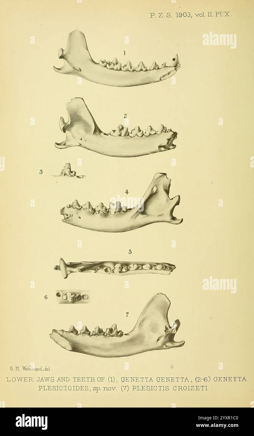 Diese Illustration zeigt eine Reihe detaillierter Linienzeichnungen, die die Unterkiefer und Zähne verschiedener Arten innerhalb der Genetta-Gattung zeigen, insbesondere Genetta genetta und die neu identifizierten Genetta plesictotoides. Jedes nummerierte Segment hebt die unterschiedlichen anatomischen Strukturen hervor, einschließlich der Anordnung der Zähne, Größenänderungen und morphologischen Merkmale der Unterkiefer. Diese Studie liefert wertvolle Einblicke in die evolutionären Anpassungen und Klassifizierungen dieser fleischfressenden Mamm Stockfoto