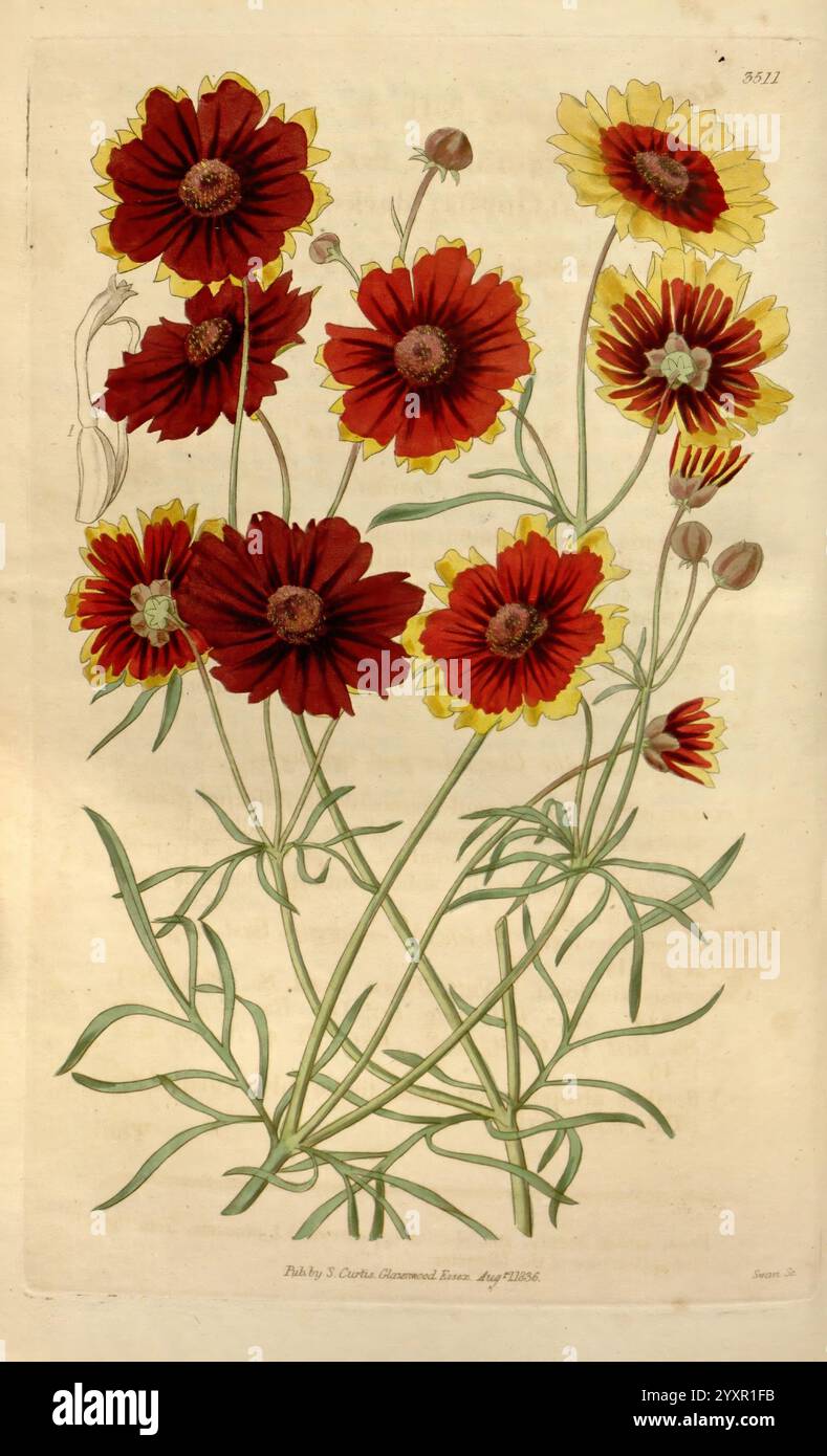 Curtis's Botanical Magazine London New York usw. Botanik Zeitschriften Bildwerke Curtis, Ein wunderschön illustriertes Arrangement von lebendigen Blumen zeigt eine Vielzahl von Blüten, mit satten roten Blüten und hellgelben Rändern. Die Komposition hebt die komplizierten Details jeder Blüte hervor, einschließlich ihrer einzigartigen Formen und Texturen. Mehrere Knospen und Grünpflanzen sind überall positioniert, was die natürliche Eleganz der Pflanze unterstreicht. Dieses Kunstwerk fängt die Schönheit und Vielfalt der Blumenarten ein und zelebriert ihre farbenfrohe Präsenz in der Natur. Stockfoto