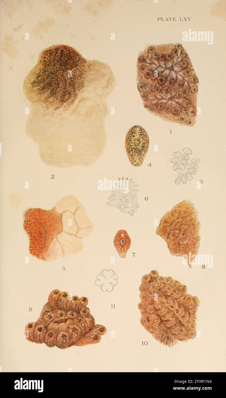The British Tunicata, London, 1905-12, Sea Squirts, Tunicata, diese Illustration zeigt eine Sammlung verschiedener Meeresbewohner, die sich auf verschiedene Formen und Texturen der Meereslebewesen konzentrieren. Jeder beschriftete Abschnitt zeigt einzigartige Organismen, einschließlich verschiedener Varianten von Tintenfischen, Tintenfischen und anderen Kopffüßern. Die Vielfalt der Formen, von glatten und abgerundeten bis hin zu komplizierten und zerklüfteten Kanten, unterstreicht die Komplexität und Schönheit der Unterwasserfauna. Die detaillierte Darstellung betont ihre anatomischen Merkmale, wie Sauger und Tarnmuster, und bietet einen Einblick in die unglaublichen Anpassungen Stockfoto The British Tunicata, London, 1905-12, Sea Squirts, Tunicata, diese Illustration zeigt eine Sammlung verschiedener Meeresbewohner, die sich auf verschiedene Formen und Texturen der Meereslebewesen konzentrieren. Jeder beschriftete Abschnitt zeigt einzigartige Organismen, einschließlich verschiedener Varianten von Tintenfischen, Tintenfischen und anderen Kopffüßern. Die Vielfalt der Formen, von glatten und abgerundeten bis hin zu komplizierten und zerklüfteten Kanten, unterstreicht die Komplexität und Schönheit der Unterwasserfauna. Die detaillierte Darstellung betont ihre anatomischen Merkmale, wie Sauger und Tarnmuster, und bietet einen Einblick in die unglaublichen Anpassungen Stockfoto