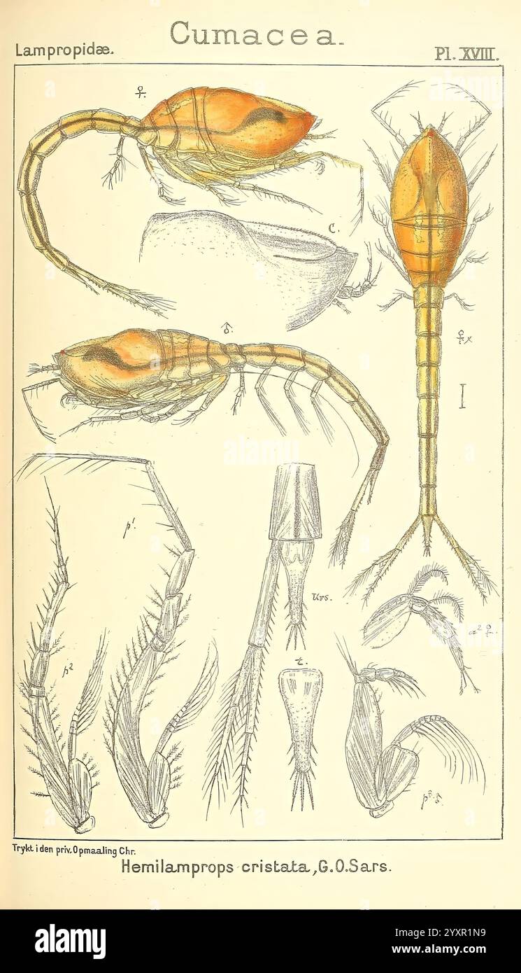 Ein Bericht über die Crustacea von Norwegen, Christiania, A. Cammermeyer, 1895-1928, Crustacea, Norwegen, Krebstiere, diese Abbildung zeigt wissenschaftliche Darstellungen verschiedener Arten innerhalb der Cumacea-Gruppe, insbesondere Hemilamprops cristata, wie in der Bildunterschrift angegeben. Die detaillierten Renderings zeigen unterschiedliche anatomische Merkmale, einschließlich der Exoskelettstruktur, des segmentierten Körpers, verlängerter Anhängsel und spezieller Antennen. Jedes Element ist akribisch gekennzeichnet, was einen Einblick in die einzigartigen Eigenschaften dieser Krebstiere wie ihre Fortpflanzungsstrukturen und Li gibt Stockfoto