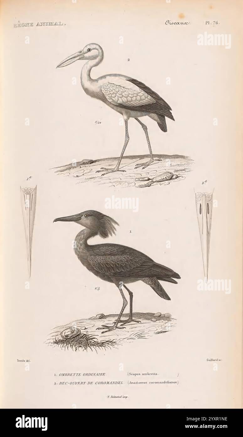 Le règne Animal distribué d'après son Organisation Paris, 1836-1849 Anatomie, Vergleichende Tiere Klassifizierung Identifizierung Nomenklatur Zoologie Museum für Vergleichende Zoologie Vögel, die Illustration zeigt zwei unterschiedliche Vogelarten. Auf der Spitze befindet sich ein hoher Watvogel mit langen Beinen und einem schlanken Hals, der häufig mit Feuchtgebieten assoziiert wird. Dieser Vogel wird in einer ruhigen Haltung dargestellt und zeigt sein elegantes Aussehen. Darunter befindet sich ein robusterer Vogel mit einem einzigartigen Kopf und einem robusten Körper, der oft in sumpfigen Gebieten zu finden ist. Jeder Vogel ist mit den wissenschaftlichen Namen A gekennzeichnet Stockfoto