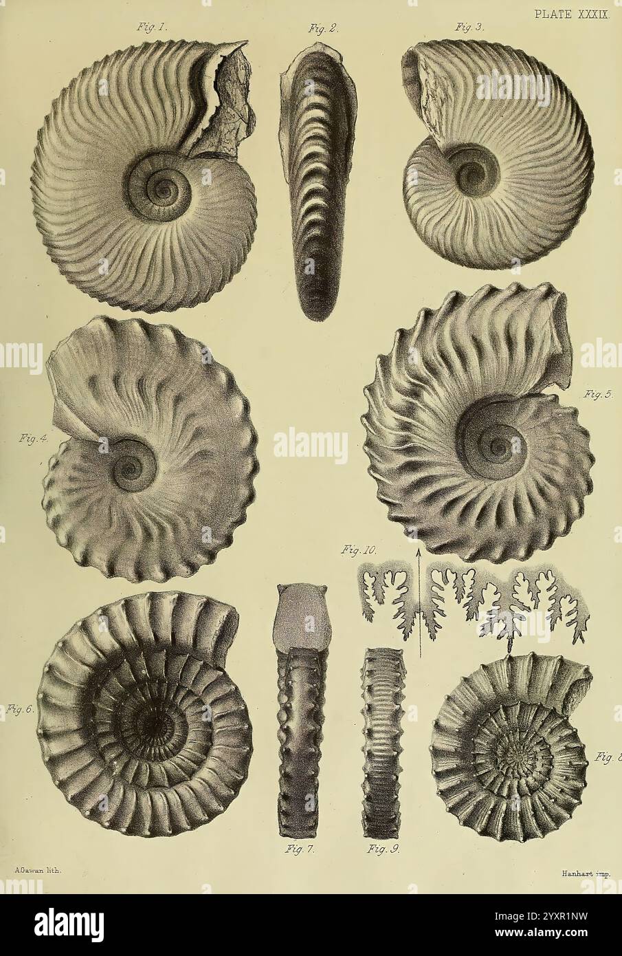 Monografie über die Lias Ammoniten der Britischen Inseln London, gedruckt für die Palæontographical Society, 1878–86. Ammonoidea, Großbritannien, Jurassic, Paläontology, diese Sammlung zeigt verschiedene detailreiche Illustrationen fossiler Ammoniten, einer Gruppe ausgestorbener Meeresmuscheln. Die Platte zeigt mehrere systematisch angeordnete Exemplare, jedes mit einzigartigen Mustern und gewickelten Formen, die die Vielfalt innerhalb dieser alten Klasse von Kopffüßern hervorheben. Die nummerierten Zahlen zeigen verschiedene Arten oder Variationen an und betonen ihre Besonderheiten wie die Rippenbündchen Stockfoto