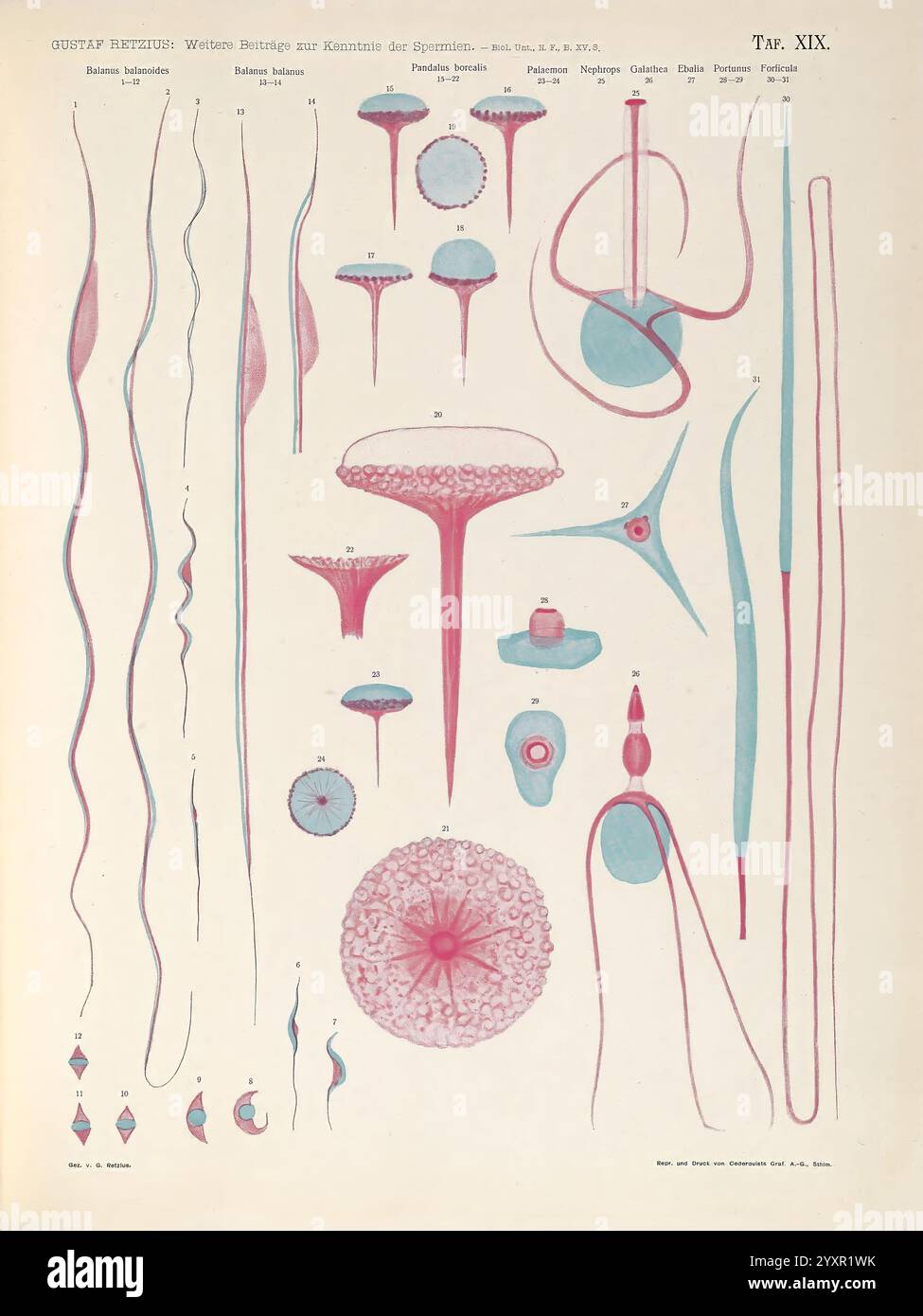 Biologische Untersuchungen, Leipzig, C.F.W. Vogel, 1890-1921, Biologie, Nervensystem, Anatomie, Vergleich: diese visuelle Darstellung zeigt verschiedene mikroskopische Organismen und biologische Strukturen und betont deren komplizierte Details und Formen. Das Array umfasst längliche Strukturen, kugelförmige Elemente und einzigartige Muster, die die Vielfalt des Lebens auf mikroskopischer Ebene veranschaulichen. Jedes Exemplar ist akribisch gekennzeichnet, was zu einer pädagogischen Perspektive über die Komplexität dieser Organismen und ihre Bedeutung in den biologischen Wissenschaften beiträgt. Die Kontrastfarben heben den hervor Stockfoto