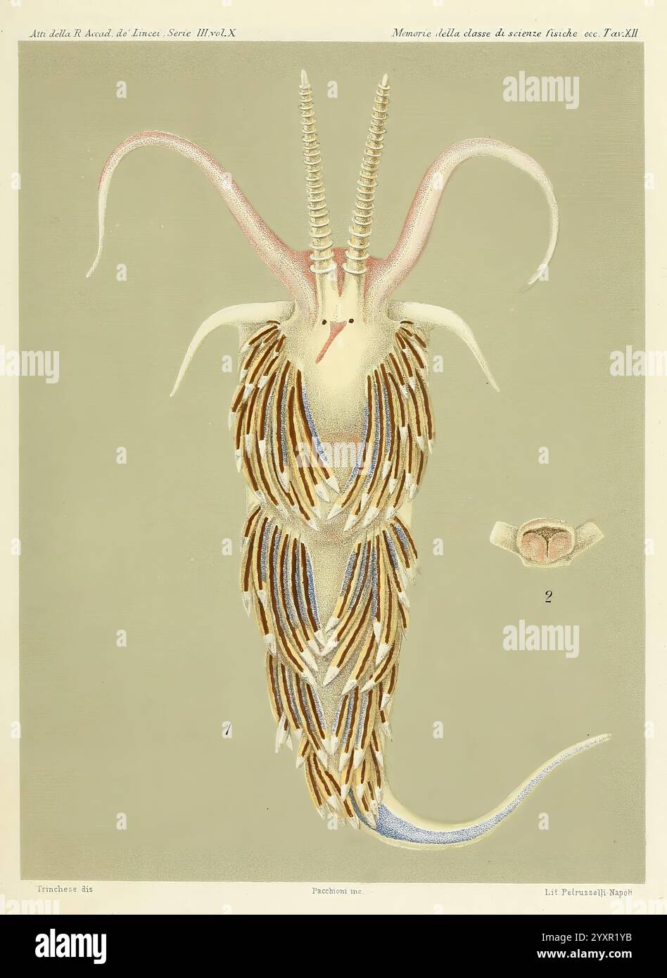 Æolididae Familien Affini Del Porto Di Genova Bologna Tipi Gamberini E Parmeggiani 1877-1881 Genua Italien Mollusken Olividae Facelina drummondii Nacktschnecke Hist Sci Art zeigt eine detaillierte anatomische Untersuchung eines Kopffüßchens, wobei seine komplexen Strukturen hervorgehoben werden. Im Mittelpunkt steht der Körper, der zahlreiche verlängerte und fein detaillierte Anhängsel mit unterschiedlichen Texturen und Farben aufweist, die ihre anatomische Komplexität unterstreichen. Zusätzliche Beschriftungen bieten den Kontext zu den verschiedenen Komponenten, wobei ein kleineres eingeblendetes Bild an der Seite positioniert wird, die einen Klo bietet Stockfoto