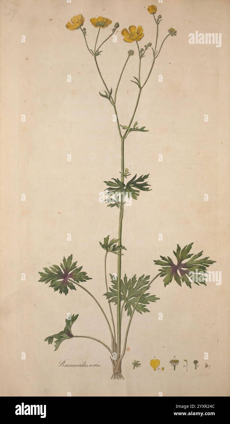 Flora Londinensis, oder Platten und Beschreibungen solcher Pflanzen, die wild in der Umgebung von London wachsen, gedruckt und verkauft von dem Autor und B. White, 1777, England, London, Botany, diese Abbildung zeigt eine zarte blühende Pflanze, die sich durch ihren schlanken Stiel und leuchtend gelbe Blüten auszeichnet. Die Pflanze zeigt eine Reihe von saftig grünen Blättern, die fein geteilt und so angeordnet sind, dass sie ihre optische Anziehungskraft erhöht. An der Spitze des Stängels entstehen mehrere Blüten, die ihre kältenförmigen Blütenblätter zeigen. Das Kunstwerk enthält auch detaillierte Darstellungen des verschiedenen Wachstumstrochs der Pflanze Stockfoto