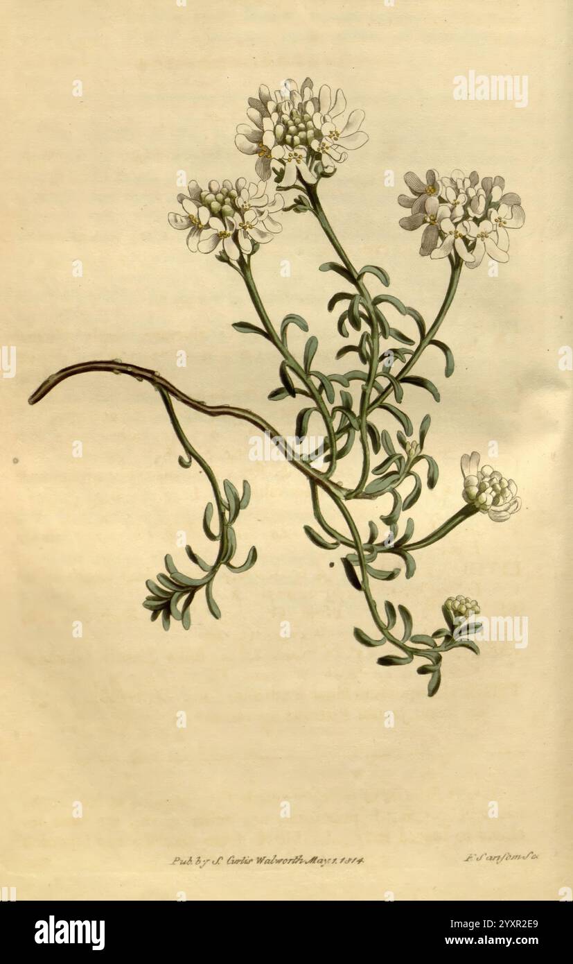 Curtis's Botanical Magazine London New York Botanische Illustration Botanik Zeitschriften Bildwerke Pflanzen Zierwerk Curtis Iberis saxatilis corifolia Iberis saxatilis var. Corifolia-Taxonomie: Familie= Brassicaceae Südeuropa Sydenham Teast Edwards, diese Abbildung zeigt eine zarte Pflanze mit mehreren Stämmen, die mit kleinen weißen Blüten verziert sind. Die Blätter sind fein gelappt und so angeordnet, dass sie dem Design eine anmutige Note verleihen. Jede Blume ist detailreich und zeigt eine Mischung aus Blütenblättern, die von einem zentralen Punkt aus strahlen. Die Gesamtzusammensetzung ist ausgewogen und e Stockfoto