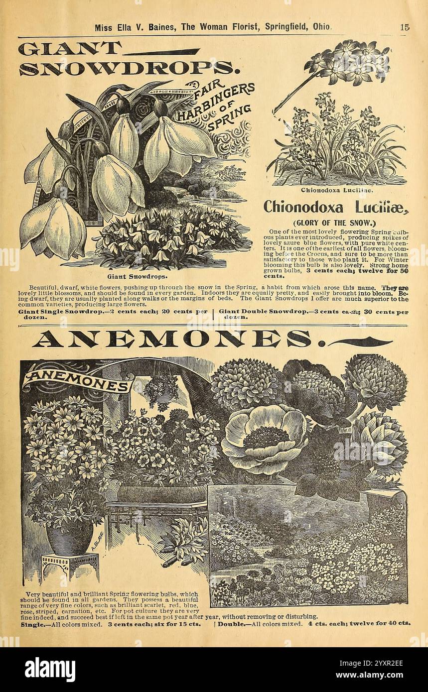 Blumenzwiebeln, Rosen, Pflanzen aller Art für die Winterblüte, Springfield, Ohio, Baines, 1901, Blumen, Samen, Schneeglöckchen, Kataloge, Anemonen, Pflanzen Zierpflanzen, Zwiebelpflanzen, Handelskataloge, Saatgutindustrie und -Handel, Miss Ella V Baines, Gartengeschichten, in Blüte. diese Illustration zeigt eine detaillierte Katalogseite mit verschiedenen blühenden Pflanzen, wobei „Riesenschneeglöckchen“ und „Anemonen“ hervorgehoben werden. Der obere Teil zeigt die riesigen Schneeglöckchen, dargestellt mit eleganten herabhängenden Blüten, neben ihrem botanischen Namen Chionodoxa luciliae, umgangssprachlich bekannt als „Glory of the Snow“. Begleiten Stockfoto