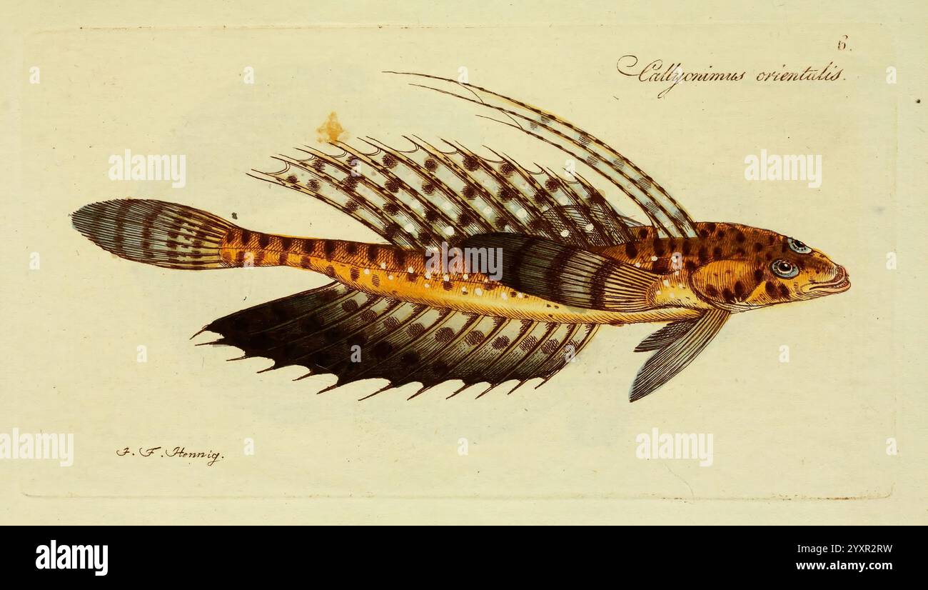 M. E. Blochii Systema ichthyologiae iconibus CX illustratum v.2 Berolini, Sumtibus auctoris impressum et Bibliopolio Sanderiano commissum, 1801. Fisch Ichthyologie Fische Drachendrachen Johann Friedrich Hennig Callyonimus orientalis Synchiropus orientalis Callionymus orientalis, Ein wunderschön illustrierter Fisch mit langen Flossen und einem stromlinienförmigen Körper. Die Skalen zeigen ein markantes Muster aus Braun und Gelb, das von dunkleren Flecken akzentuiert wird. Der Fisch hat markante Rückenflossen, die zarten Rochen ähneln, und seine langen, fließenden Brustflossen tragen zu seinem anmutigen Aussehen bei. Diese Art wurde identifiziert Stockfoto